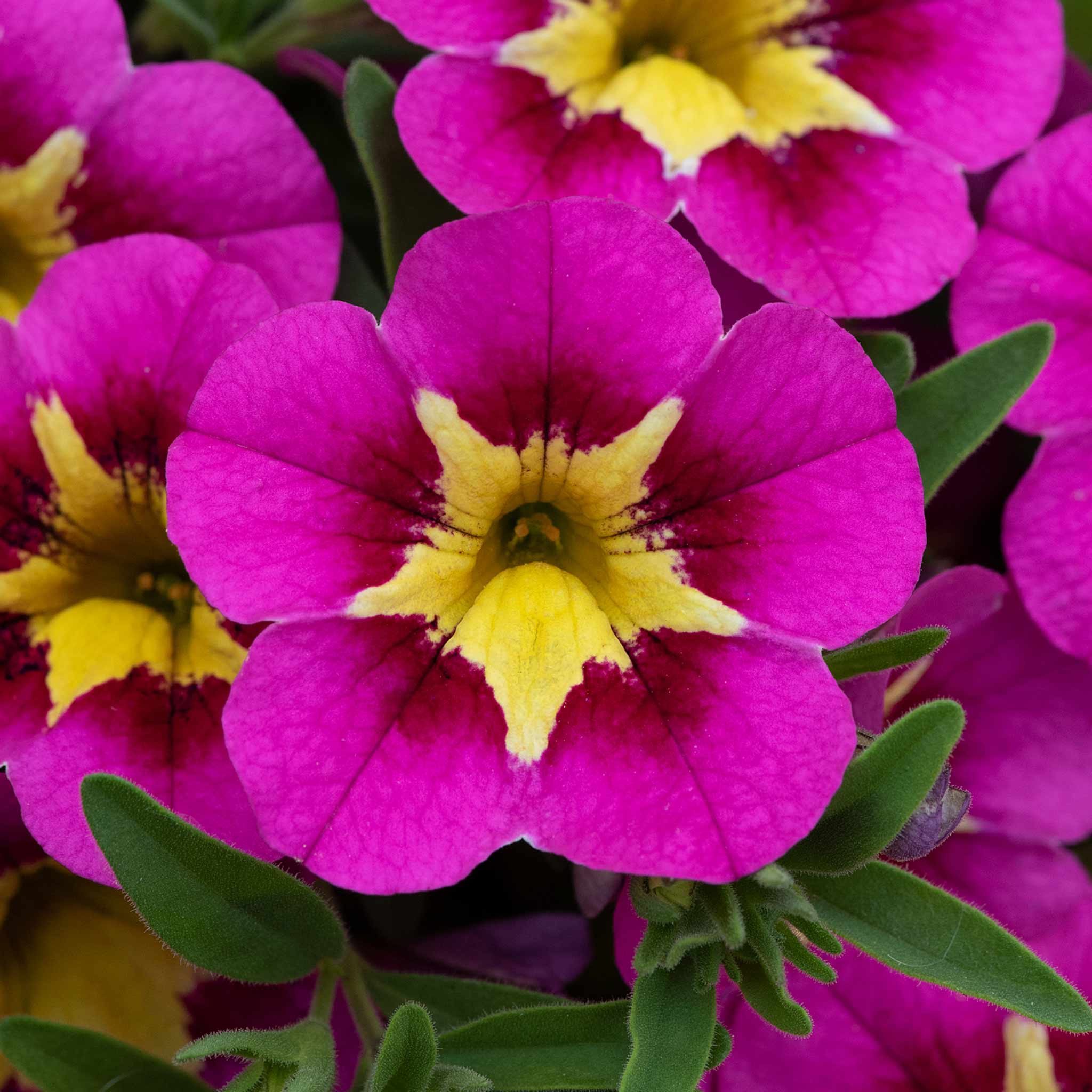 Calibrachoa 'Bumble Bee Hot Pink' - Image 2