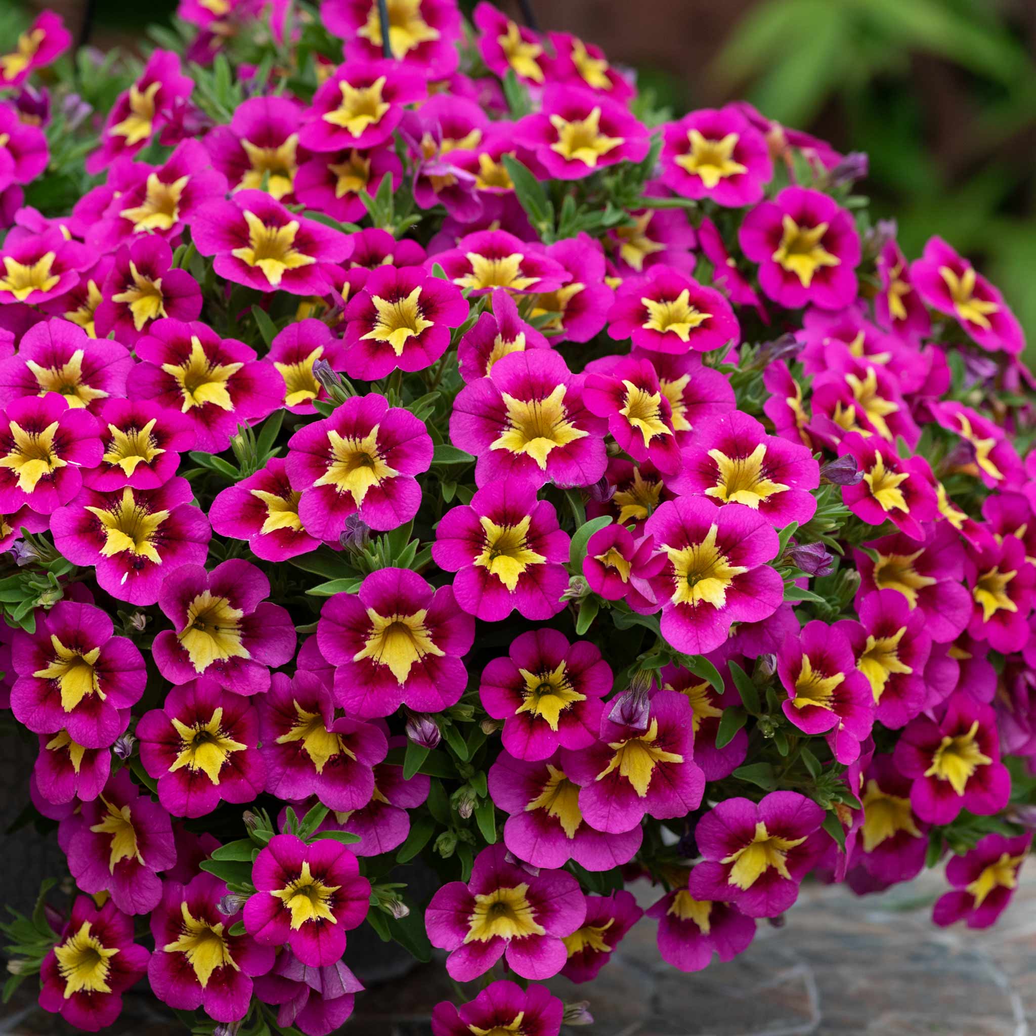 Calibrachoa 'Bumble Bee Hot Pink' - Image 3
