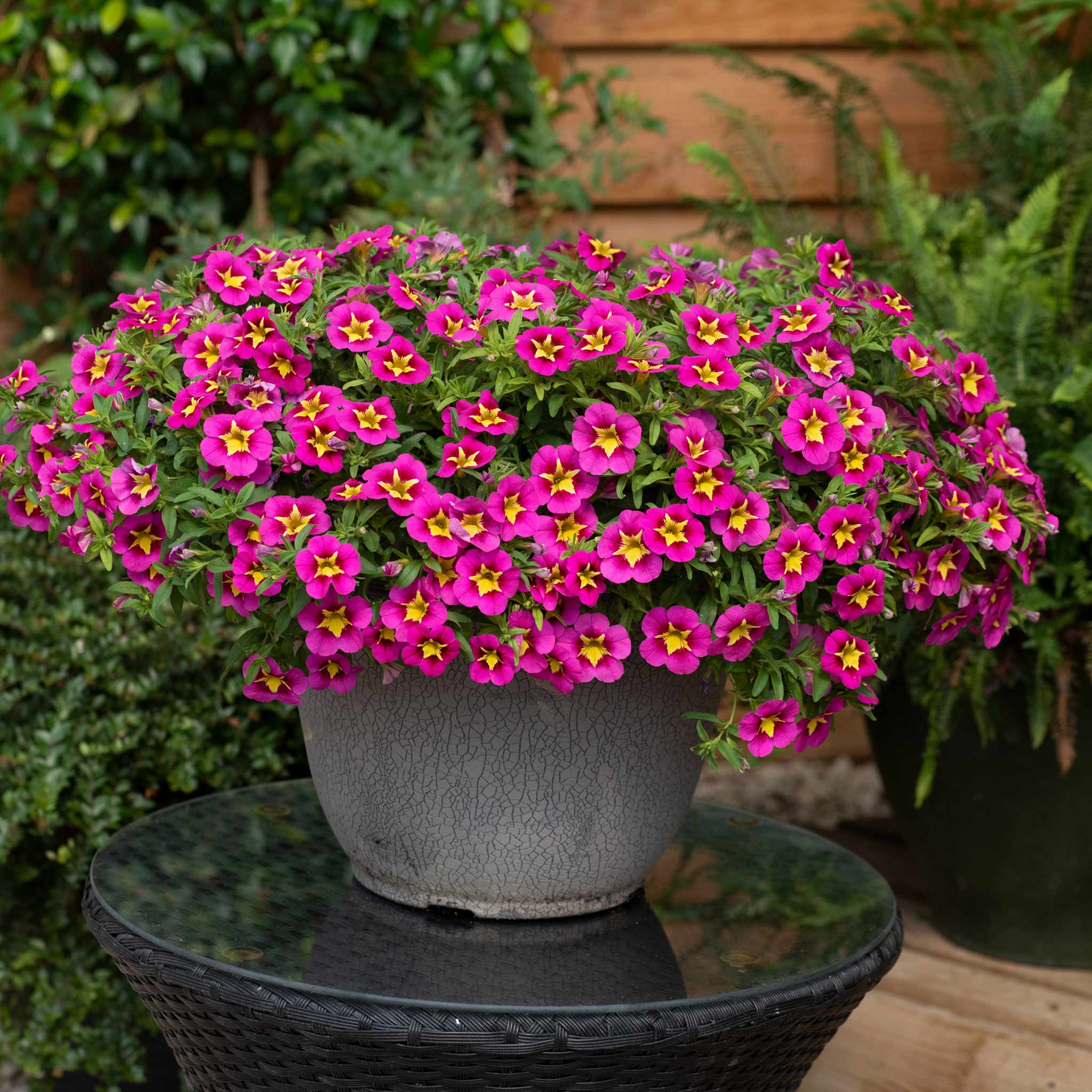 Calibrachoa 'Bumble Bee Hot Pink' - Image 4