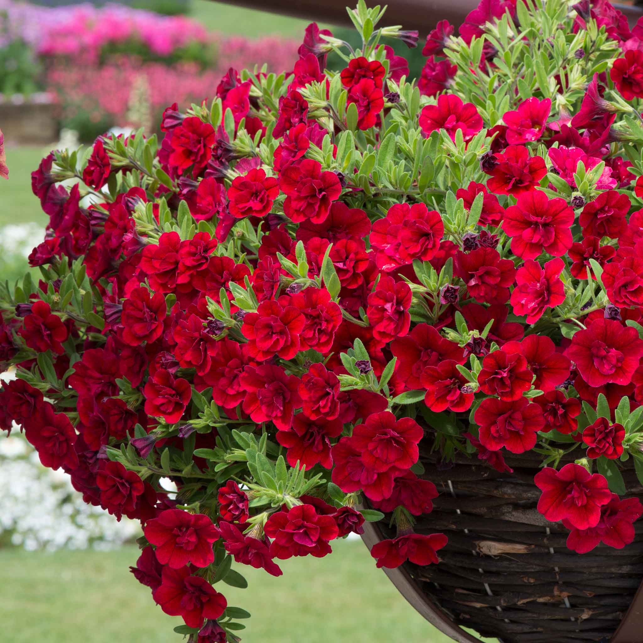 Calibrachoa 'Double' Collection - Image 6