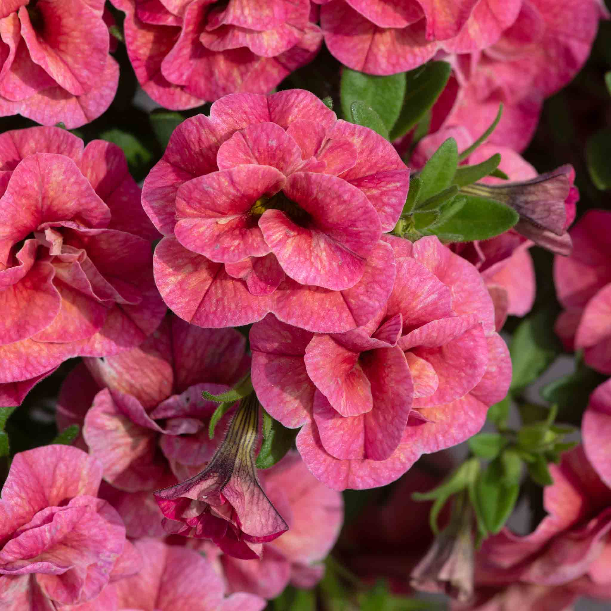 Calibrachoa 'Plant 'Cabaret Double Apricote'