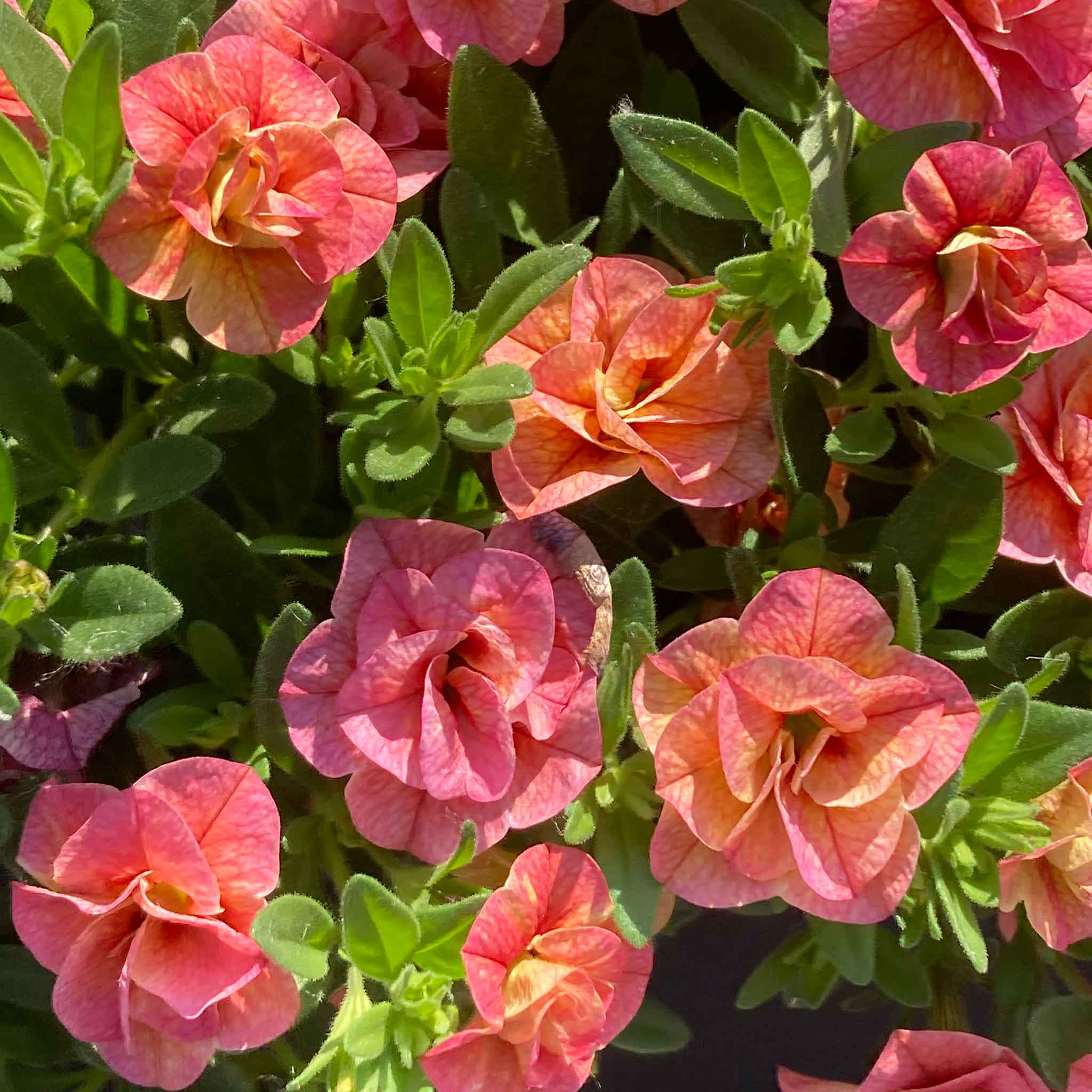 Calibrachoa 'Plant 'Cabaret Double Apricote' - Image 2