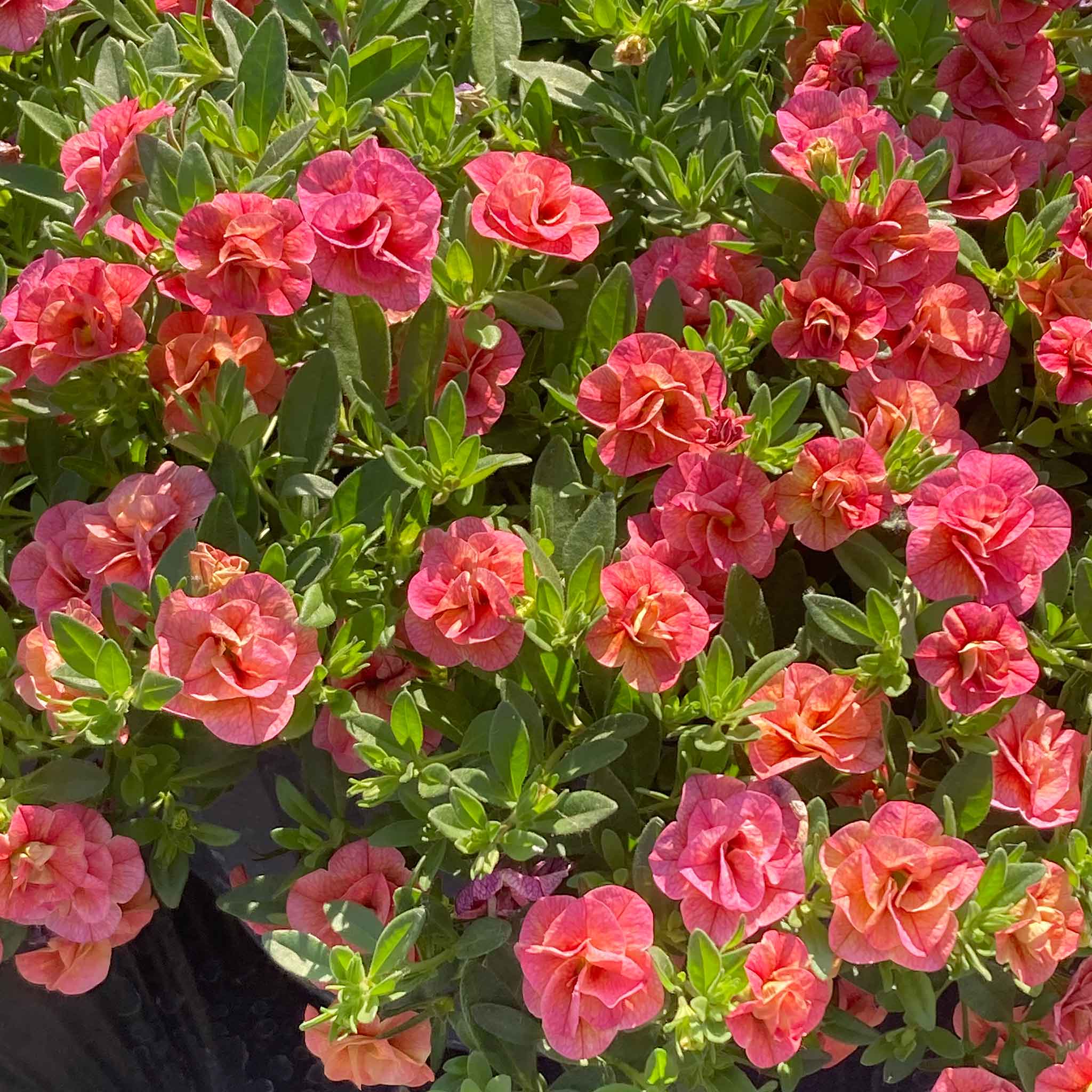 Calibrachoa 'Plant 'Cabaret Double Apricote' - Image 3