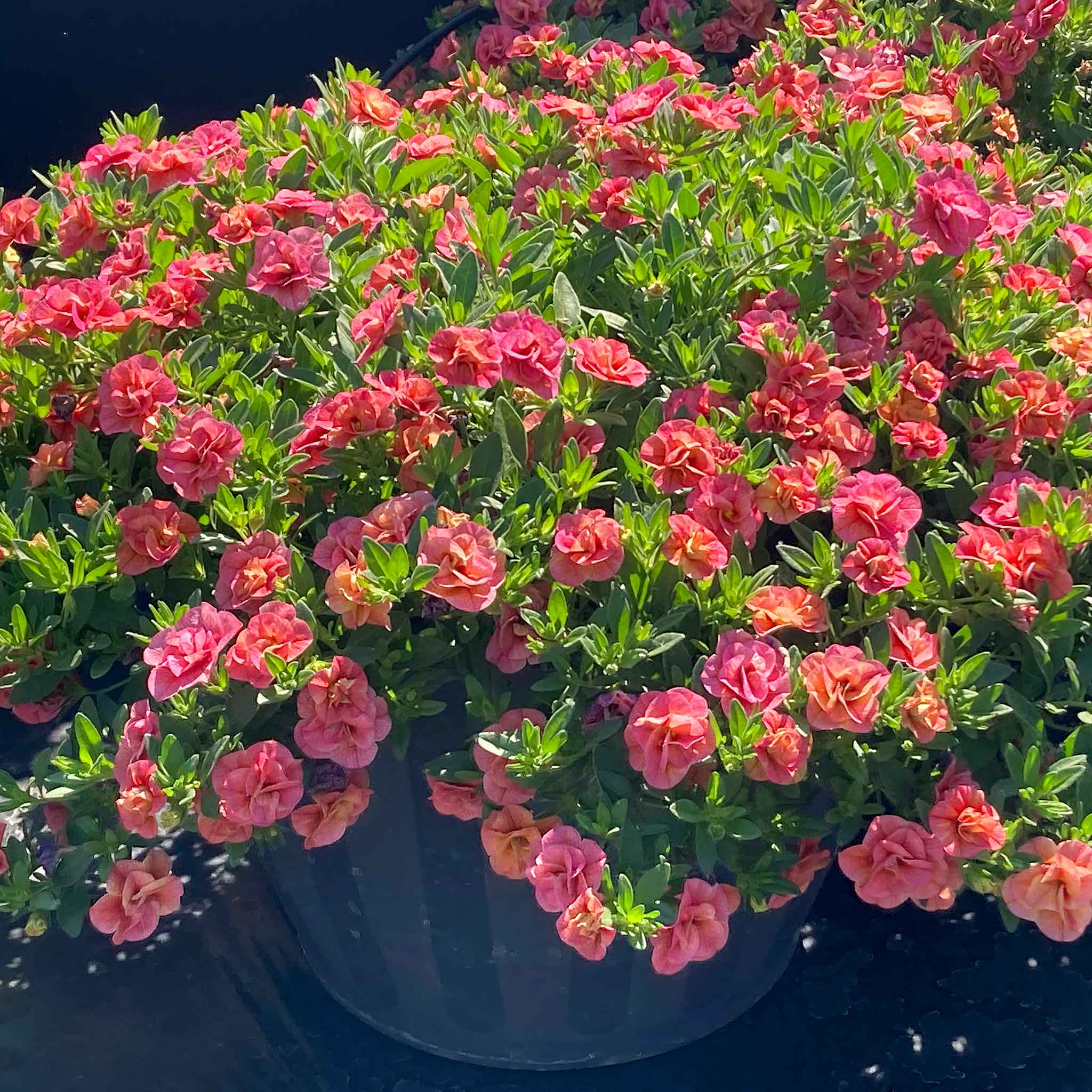 Calibrachoa 'Plant 'Cabaret Double Apricote' - Image 4