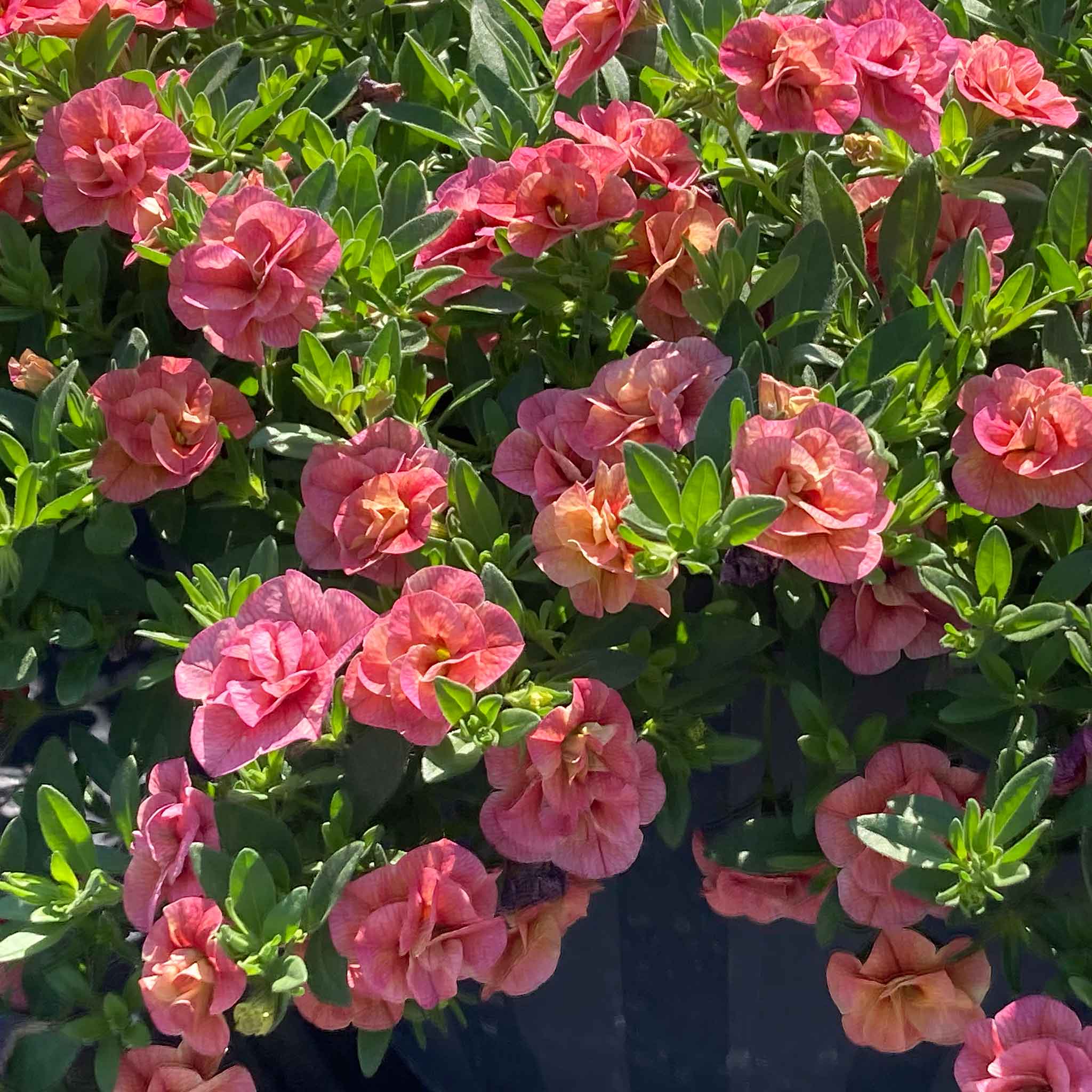 Calibrachoa 'Plant 'Cabaret Double Apricote' - Image 7