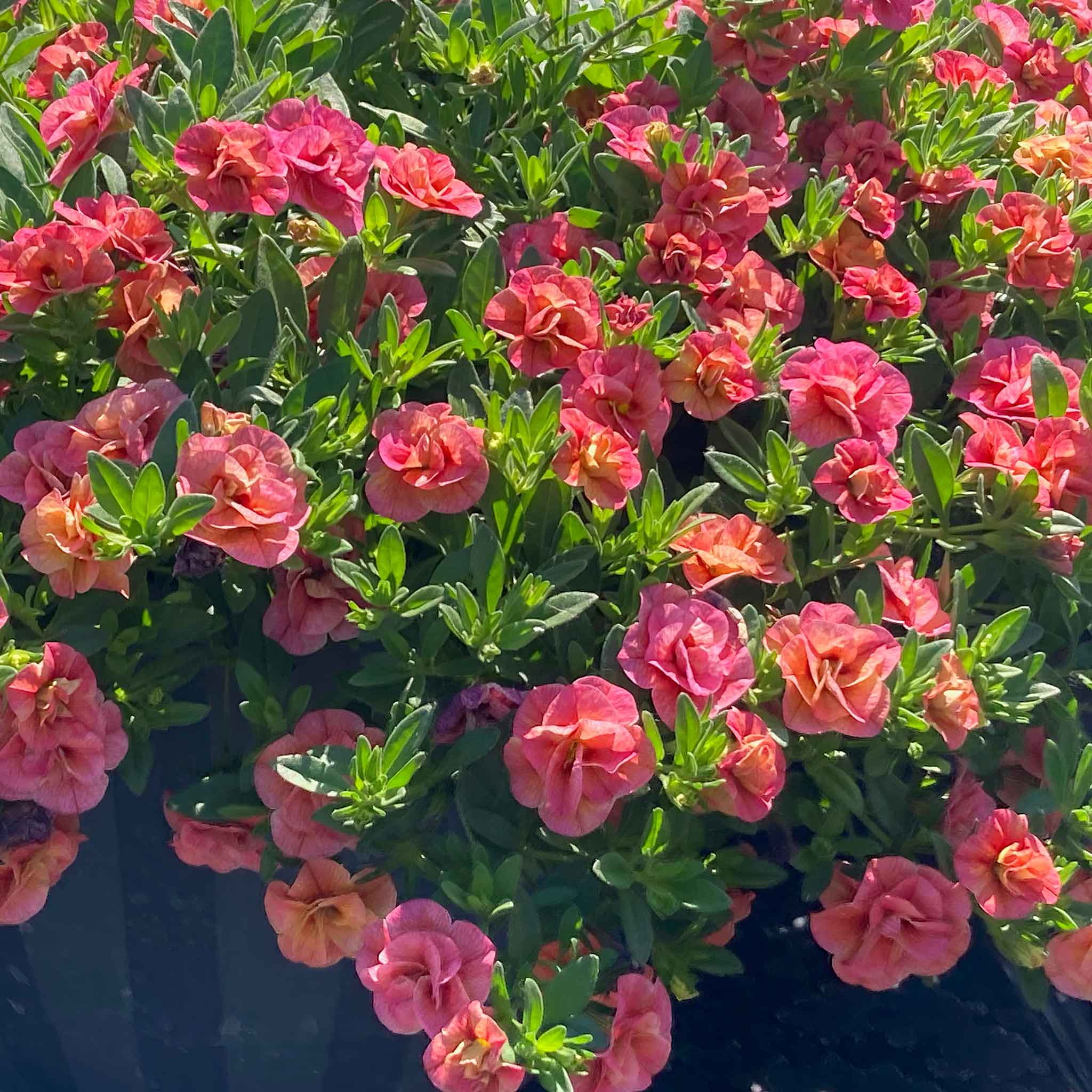 Calibrachoa 'Plant 'Cabaret Double Apricote' - Image 8