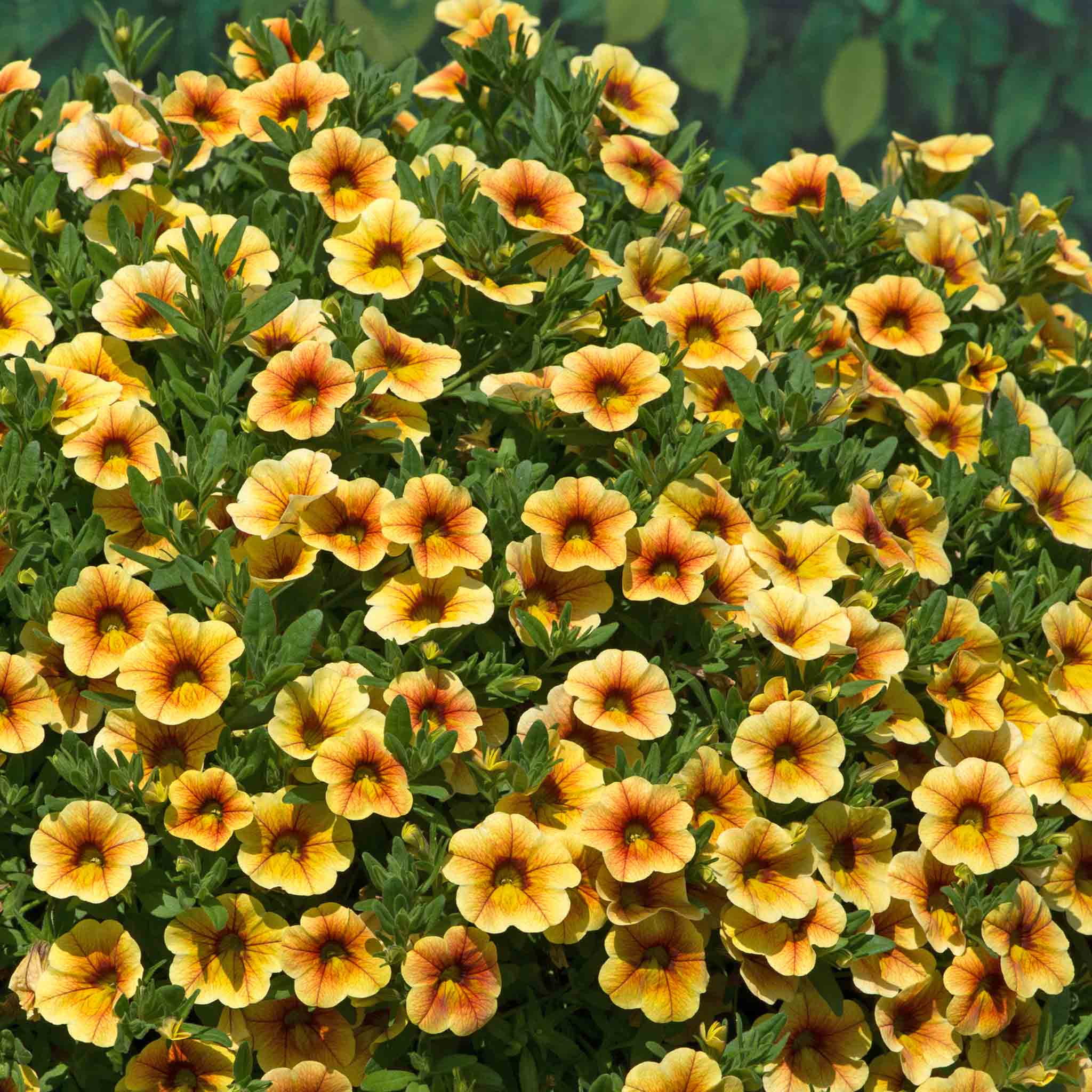 Calibrachoa 'Single' Collection - Image 9