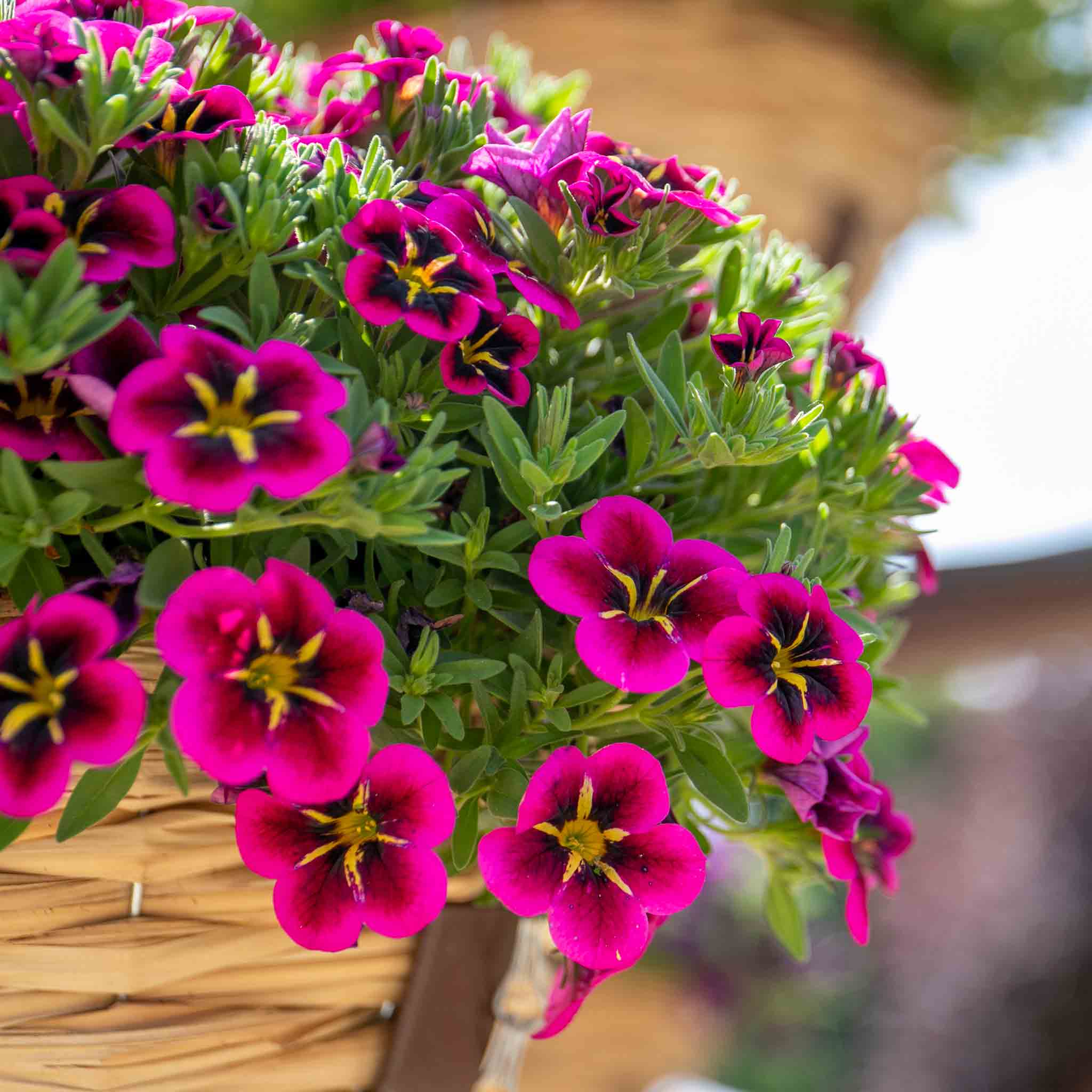 Calibrachoa 'Single' Collection - Image 4