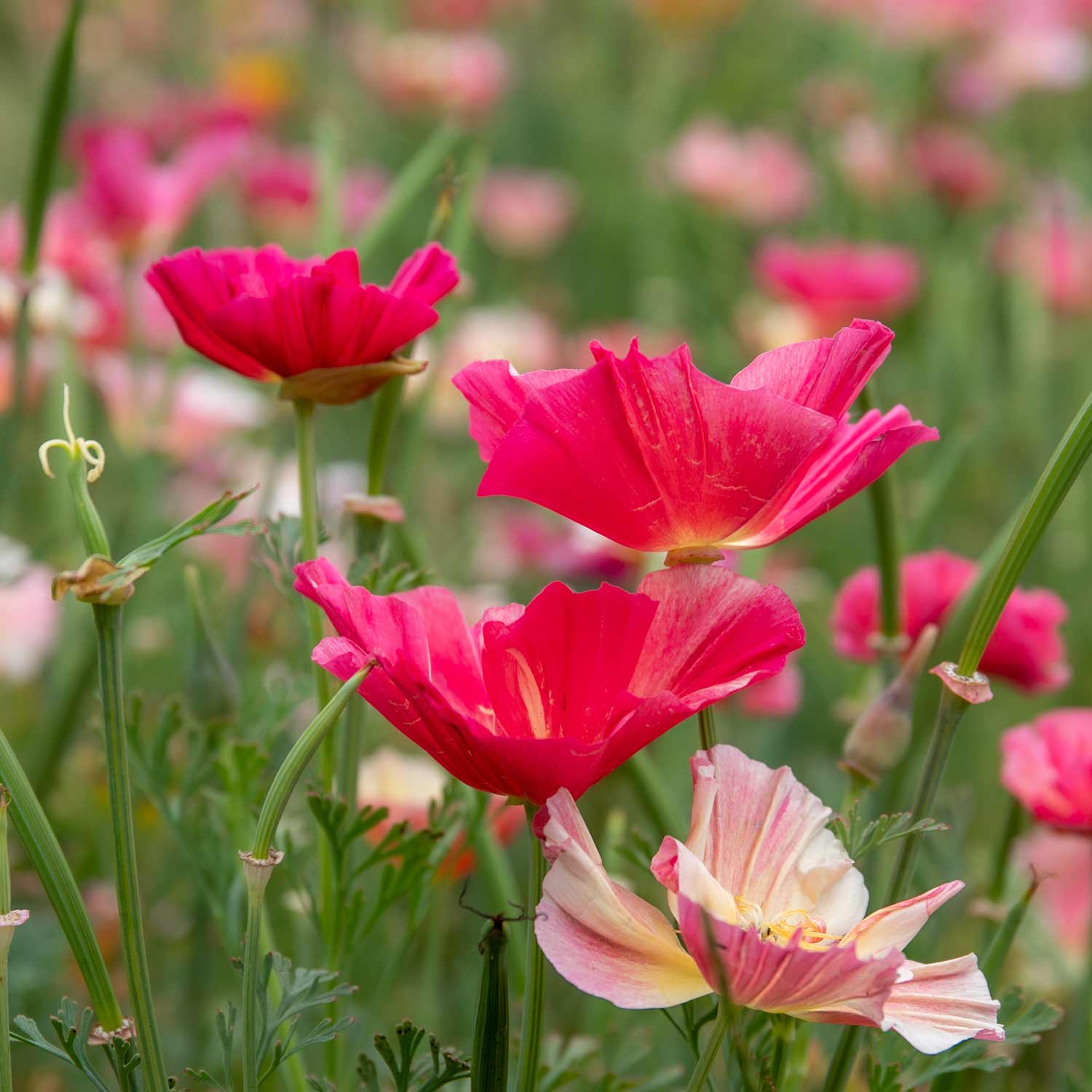 Californian Poppy Seeds 'Frilled Rose' - Image 11