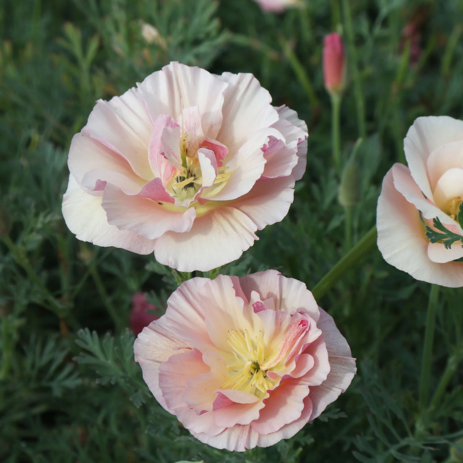 Californian Poppy Seeds 'Frilled Rose' - Image 12