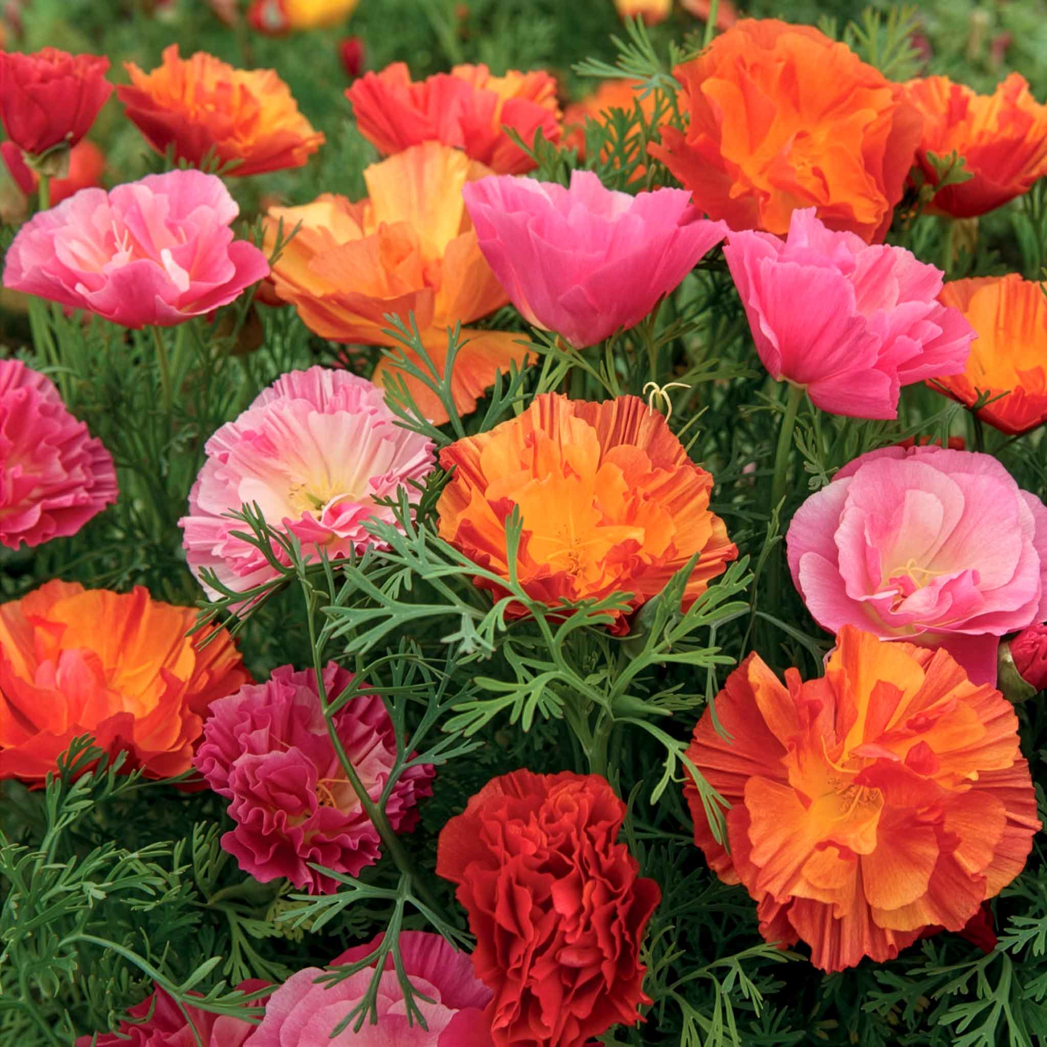Californian Poppy Seeds 'XL Jelly Beans' - Image 4
