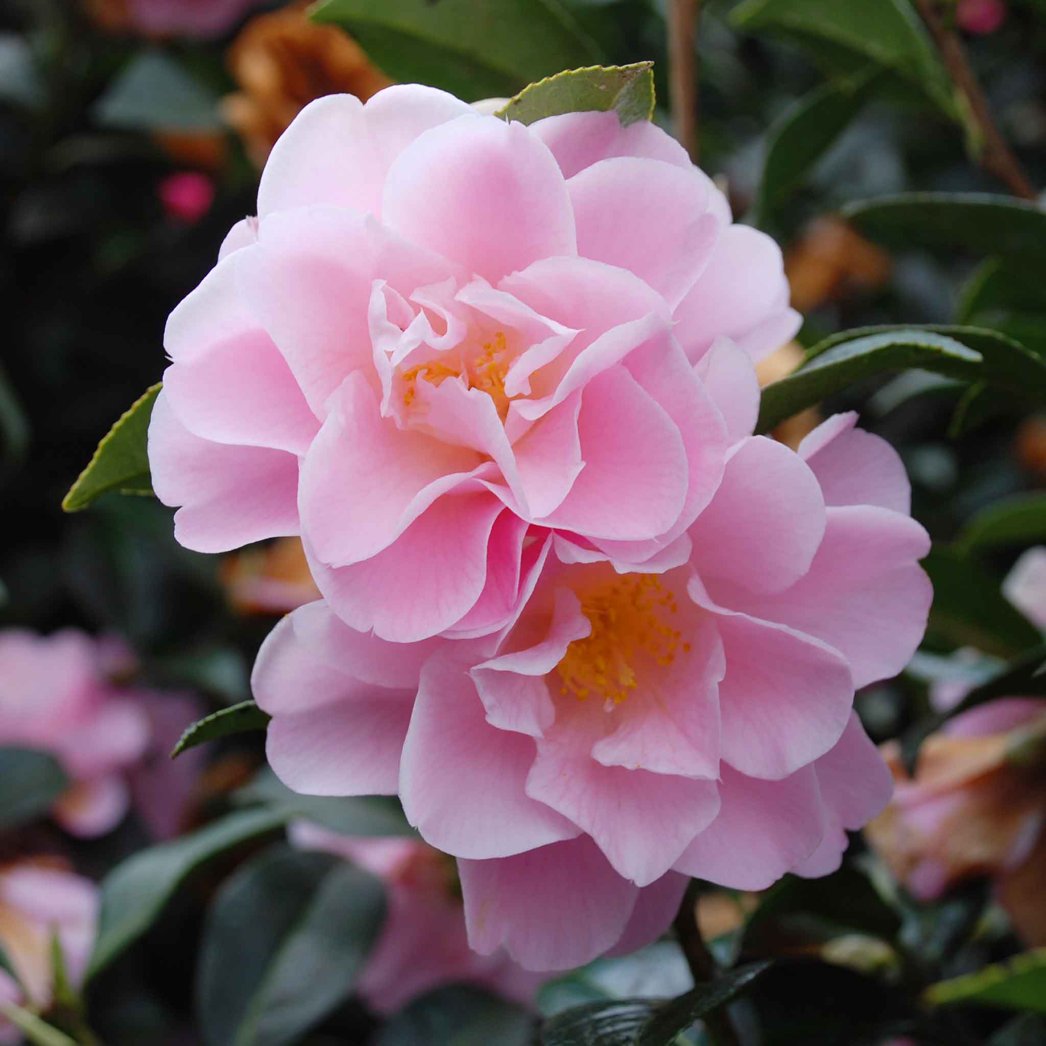 Camellia 'Congratulations' - Image 2
