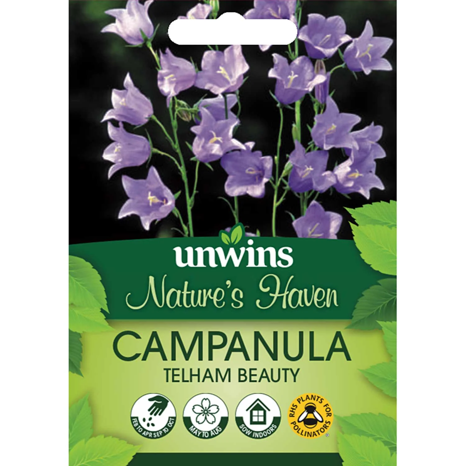 Campanula Seeds 'Telham Beauty' - Image 2