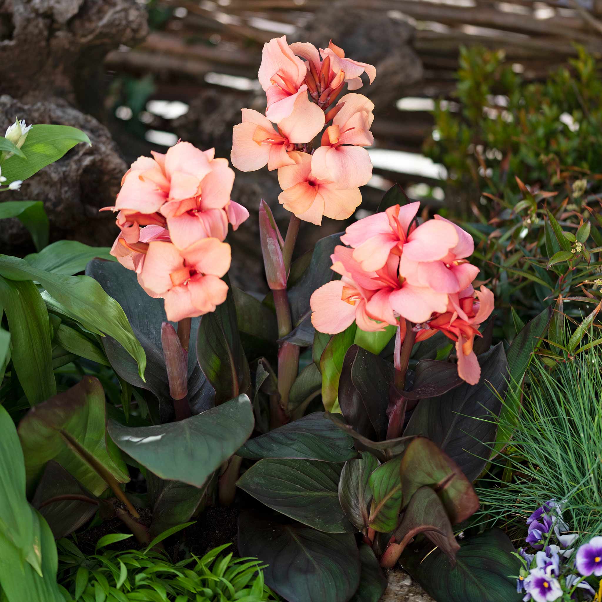 Canna Lily 'Cannova Bronze Peach' - Image 3