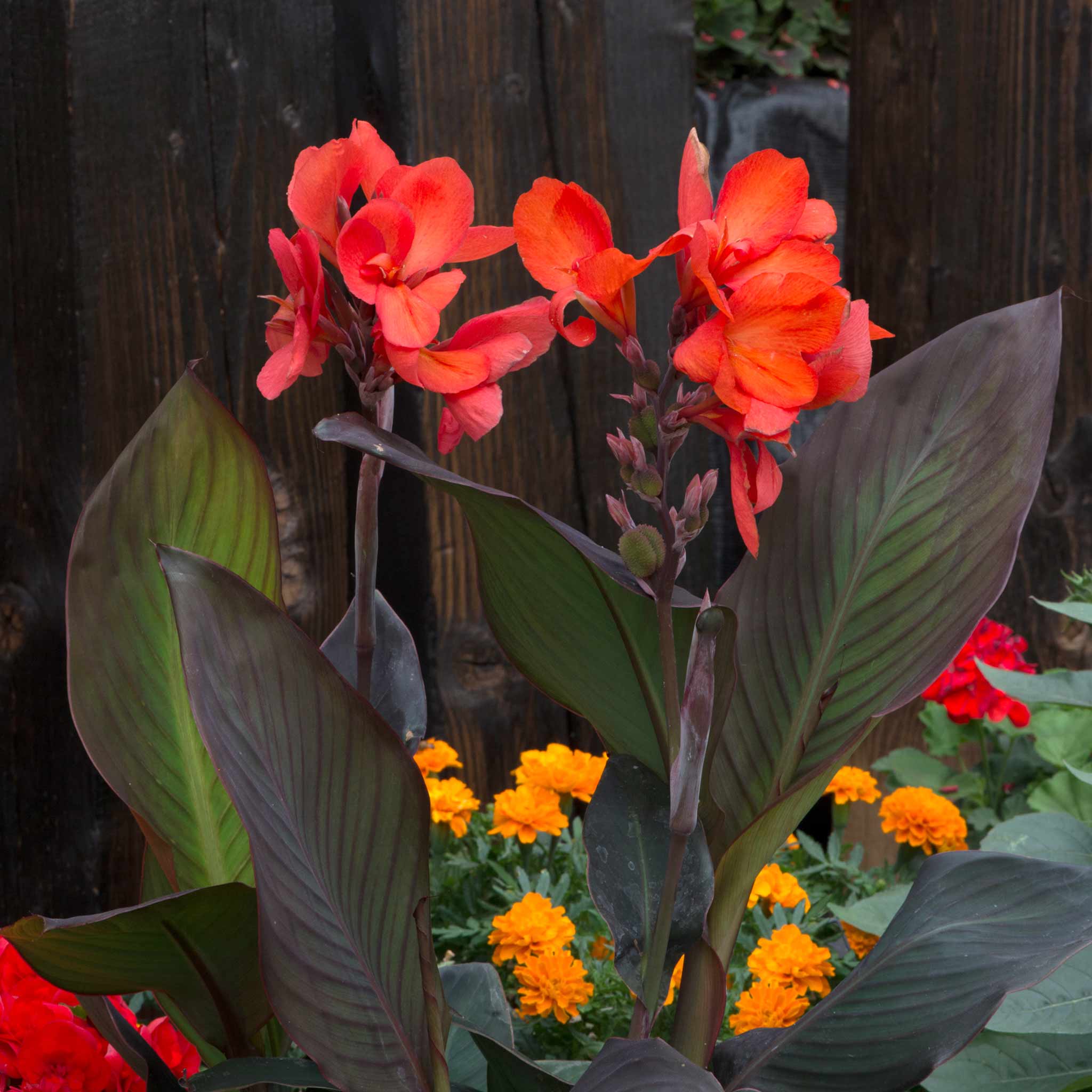 Canna Lily 'Cannova Bronze Scarlet' - Image 2