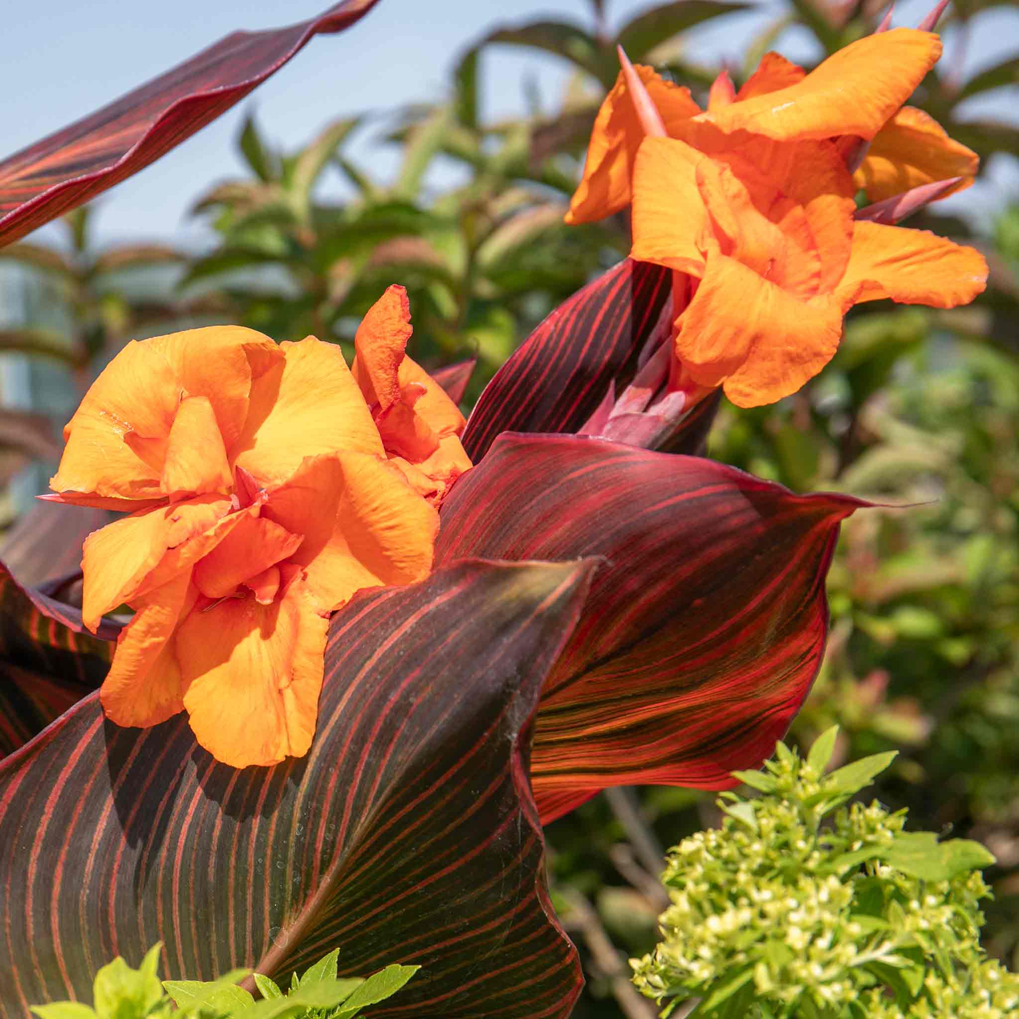 Canna 'Lily Tropicana' - Image 10