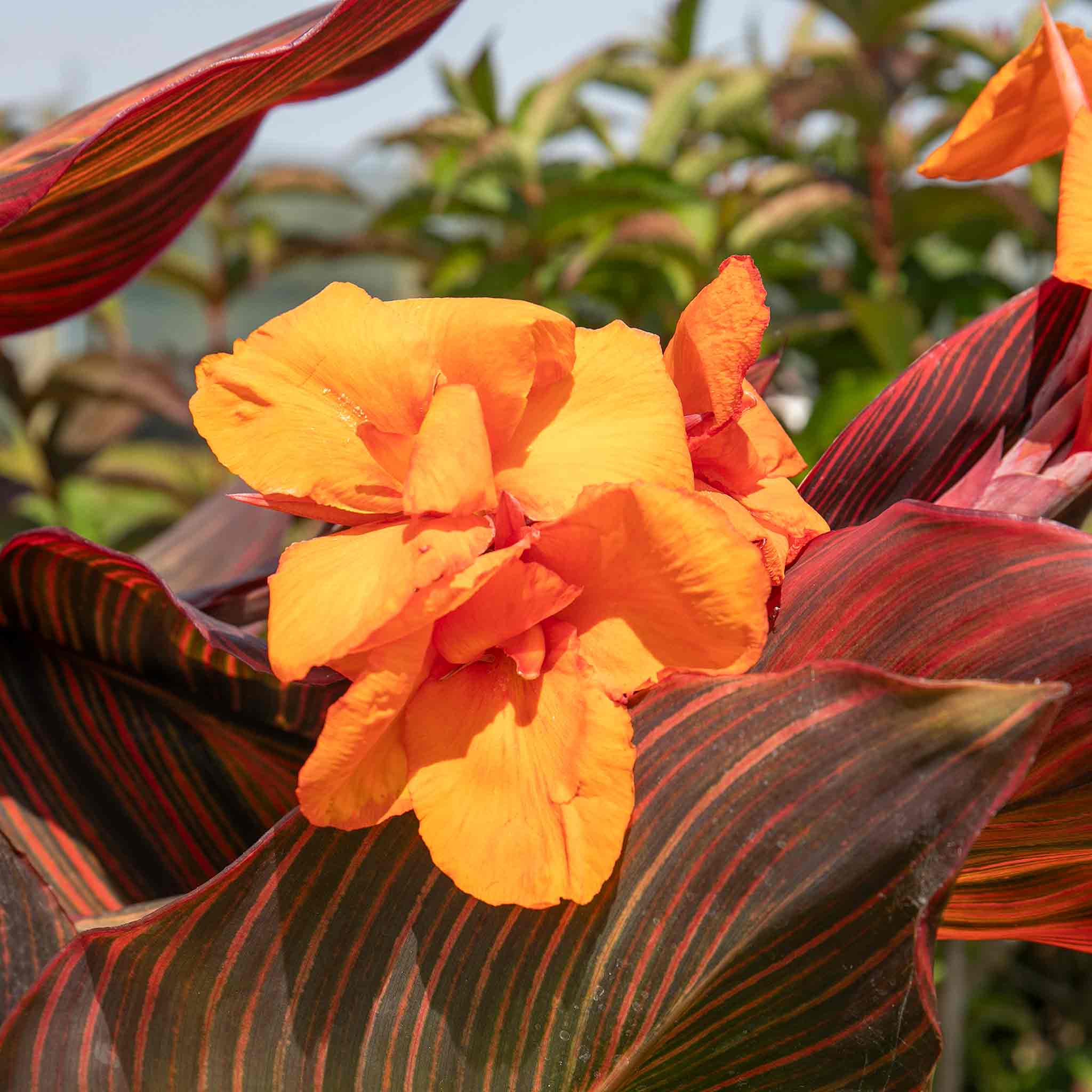 Canna 'Lily Tropicana' - Image 9