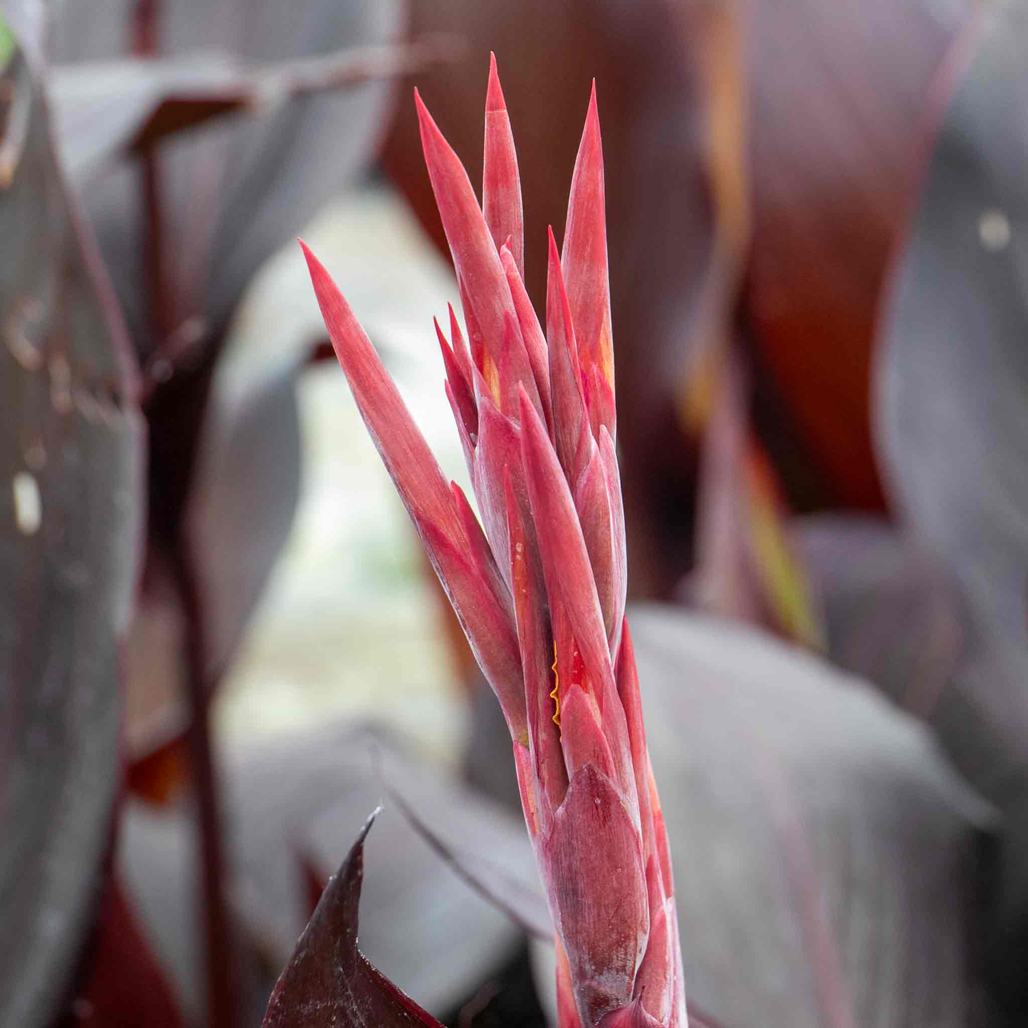 Canna 'Tropicana Black' - Image 2