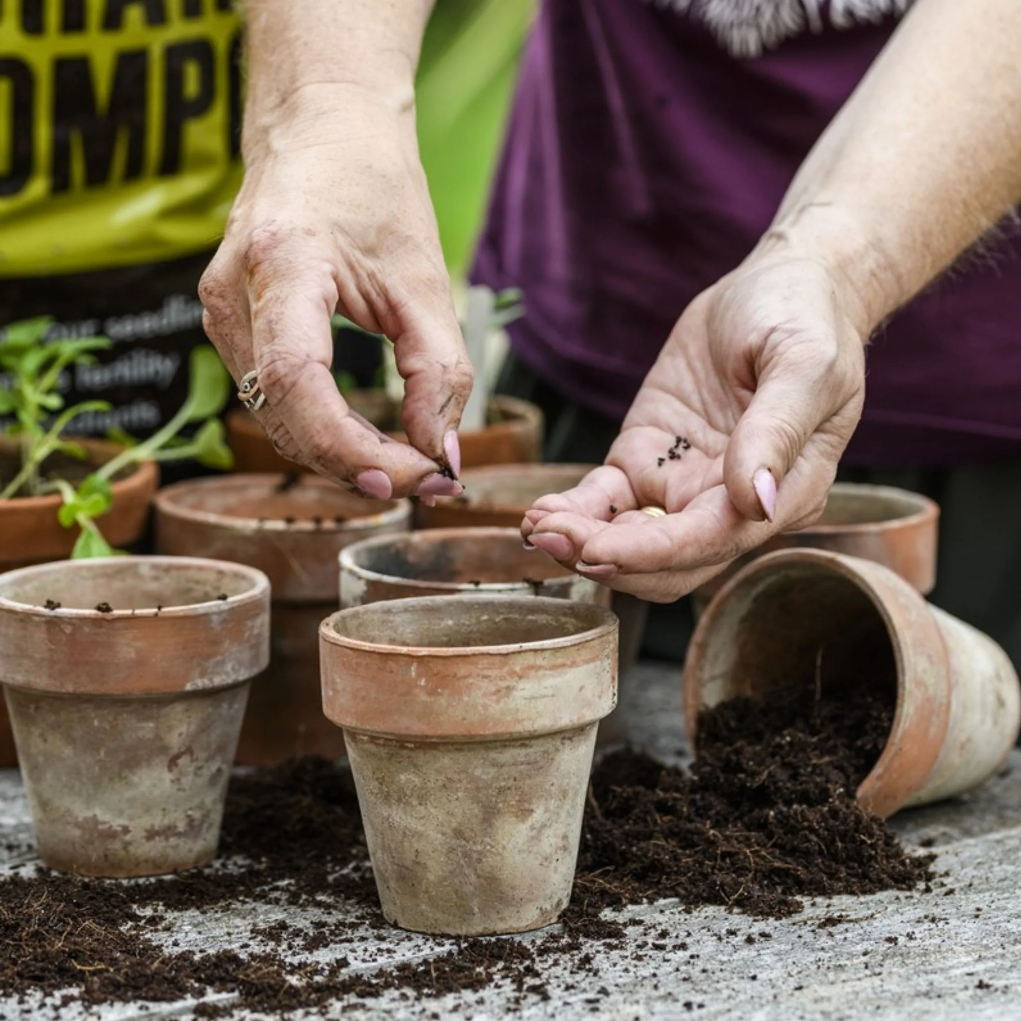 Carbon Gold Biochar Seed Compost - Image 4
