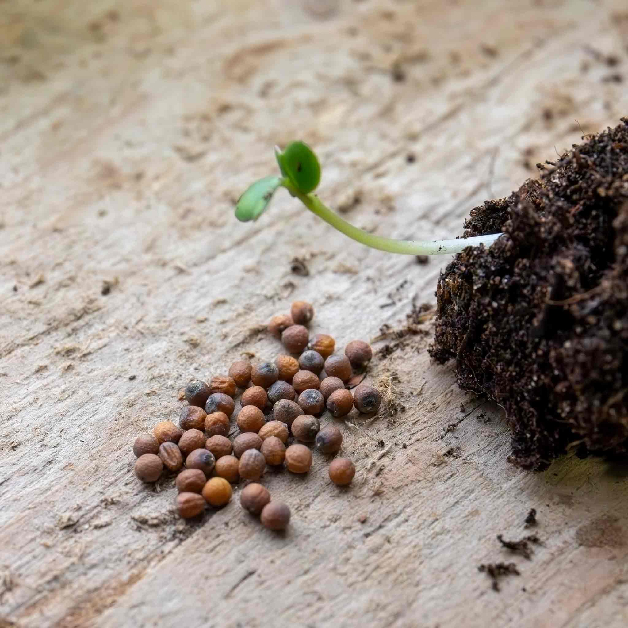 Cauliflower Seeds 'All The Year Round' - Image 2