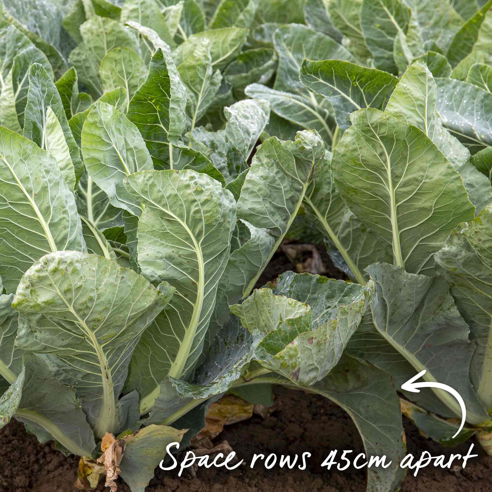 Cauliflower Seeds 'Clapton' F1 - Image 12