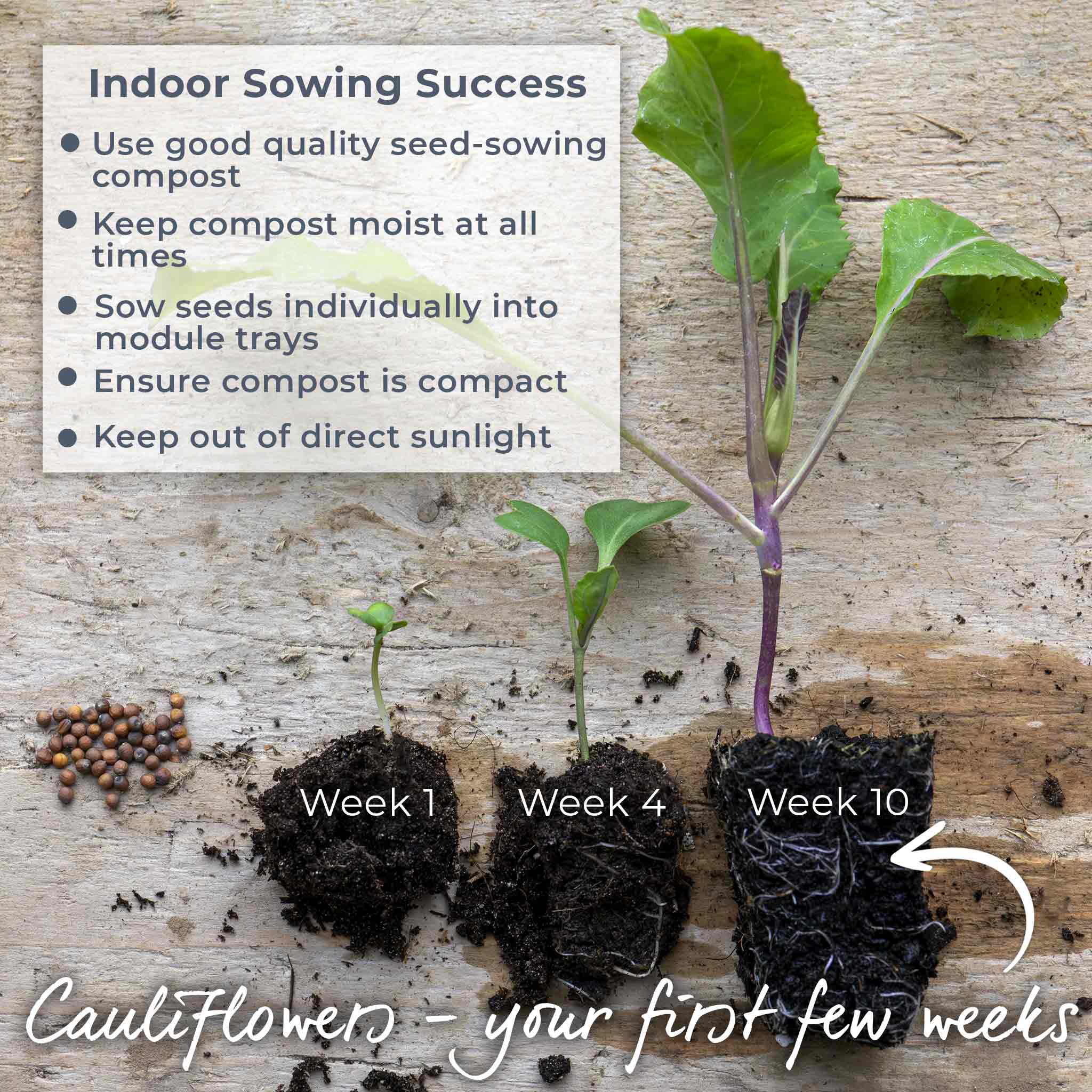 Cauliflower Seeds 'Clapton' F1 - Image 3