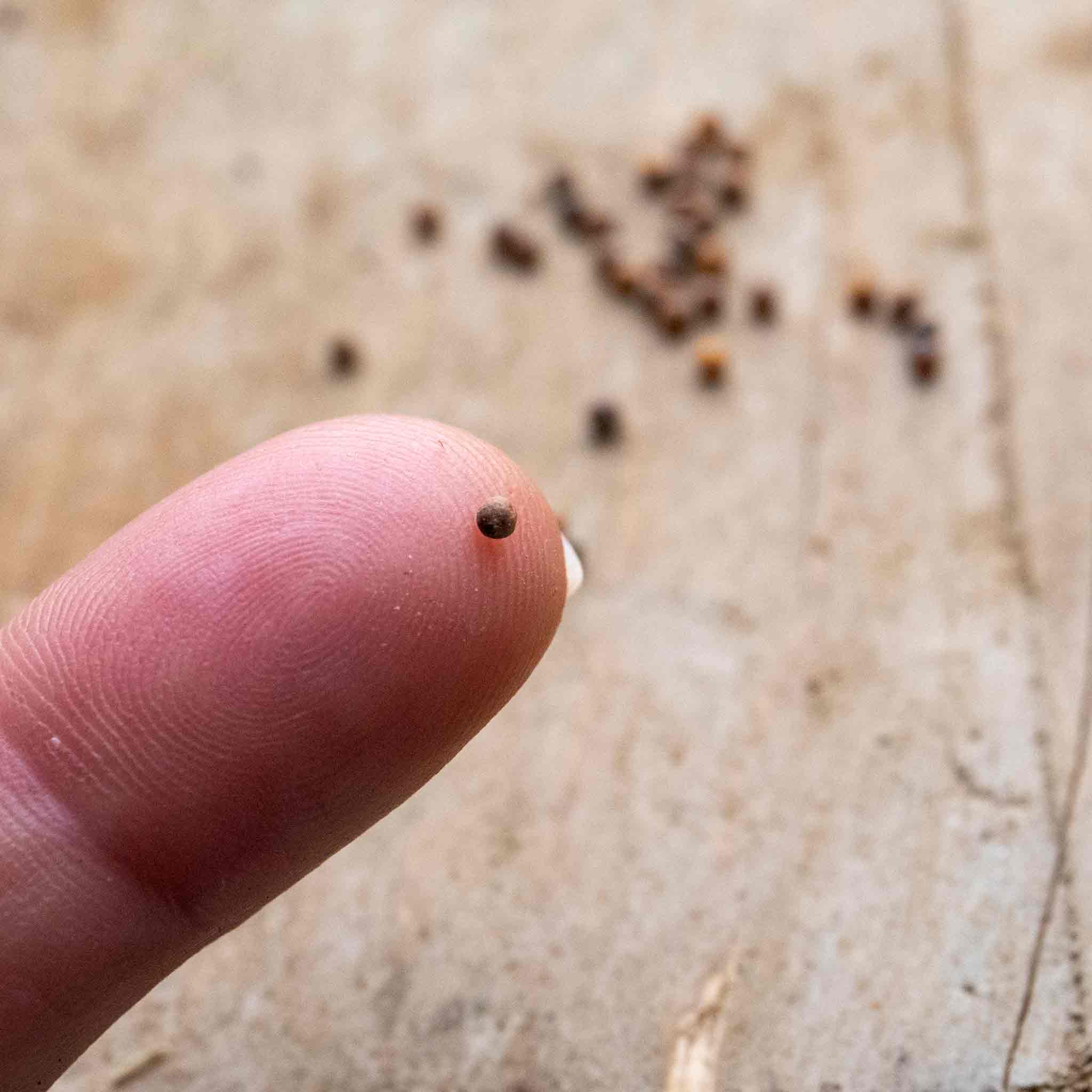 Cauliflower Seeds 'Clapton' F1 - Image 6