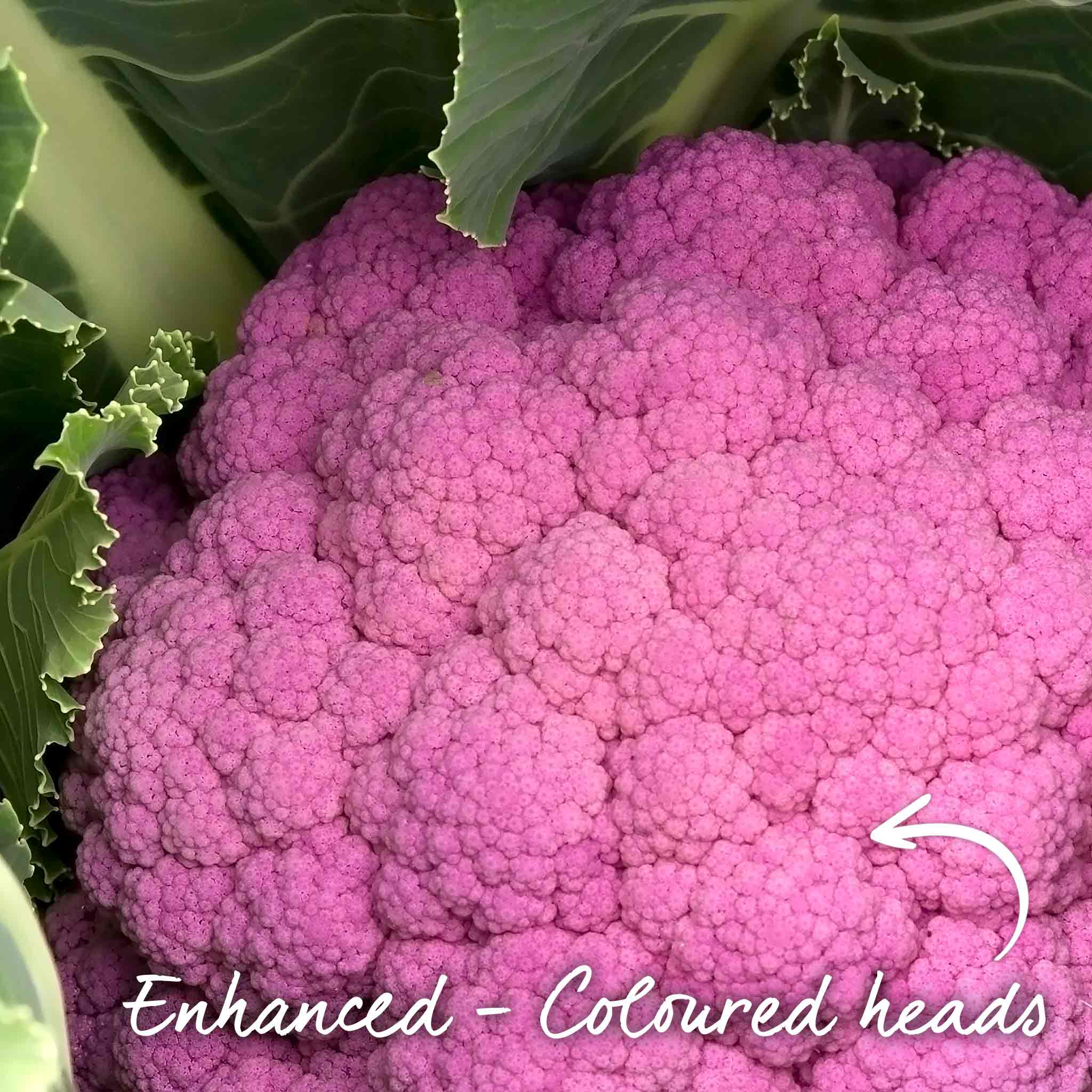 Cauliflower Seeds 'Depurple' F1 - Image 2