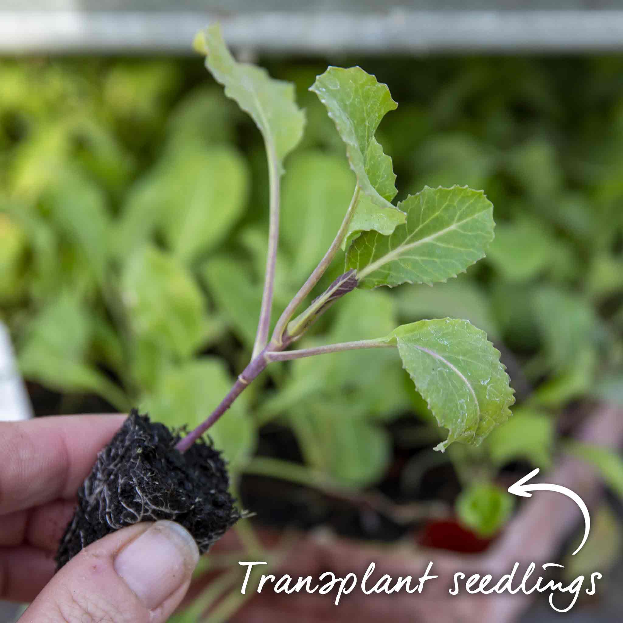 Cauliflower Seeds 'Jerome' F1 - Image 9