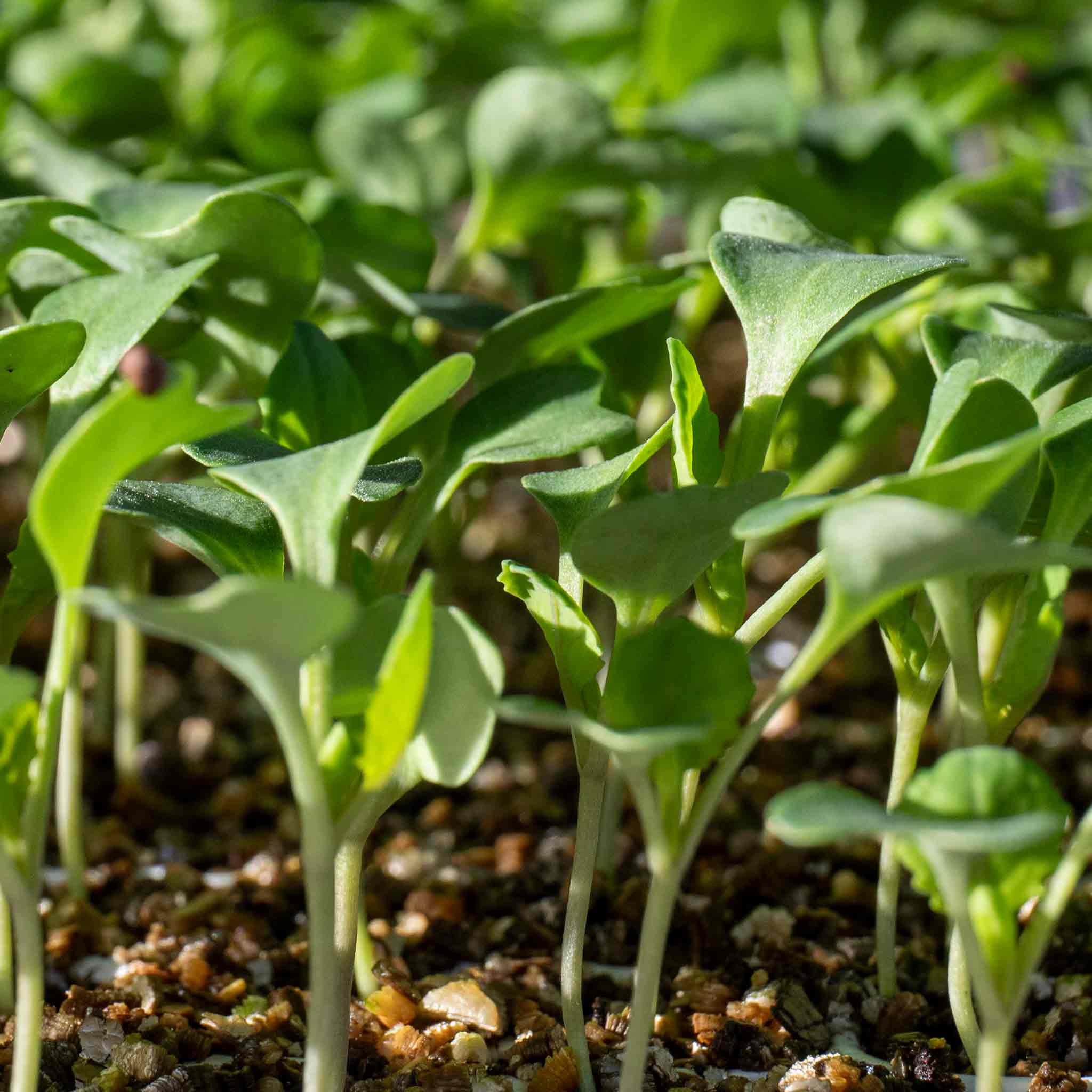 Cauliflower Seeds 'Romanesco Celio' - Image 3