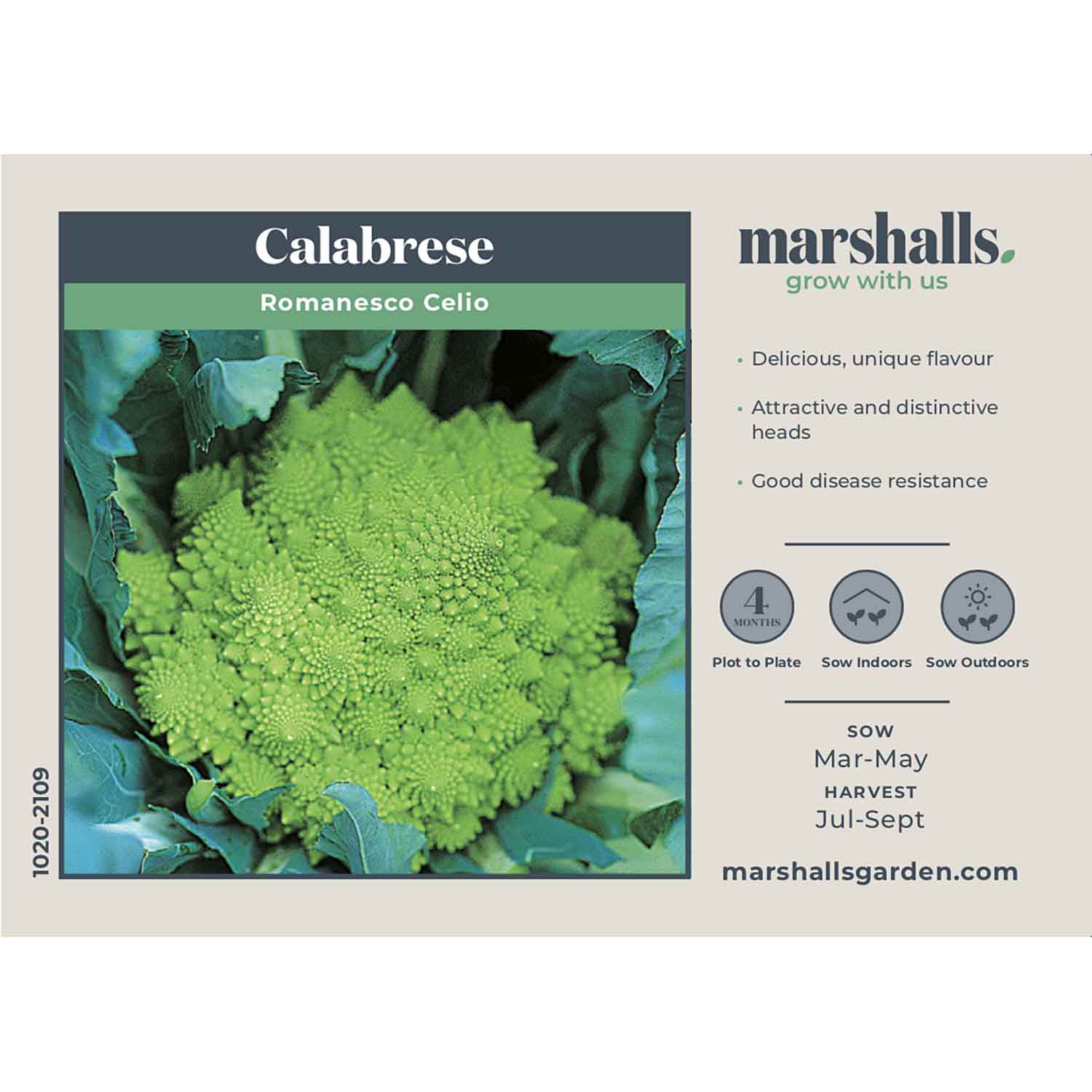 Cauliflower Seeds 'Romanesco Celio' - Image 4