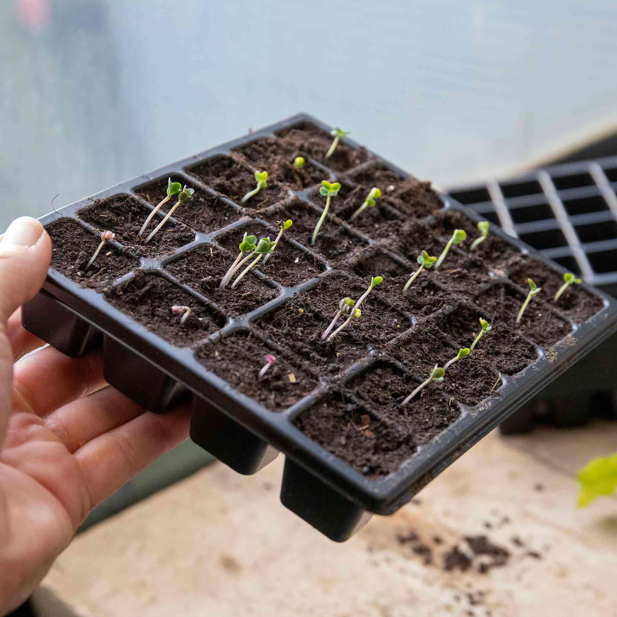 Cauliflower Seeds 'Romanesco Celio' - Image 7