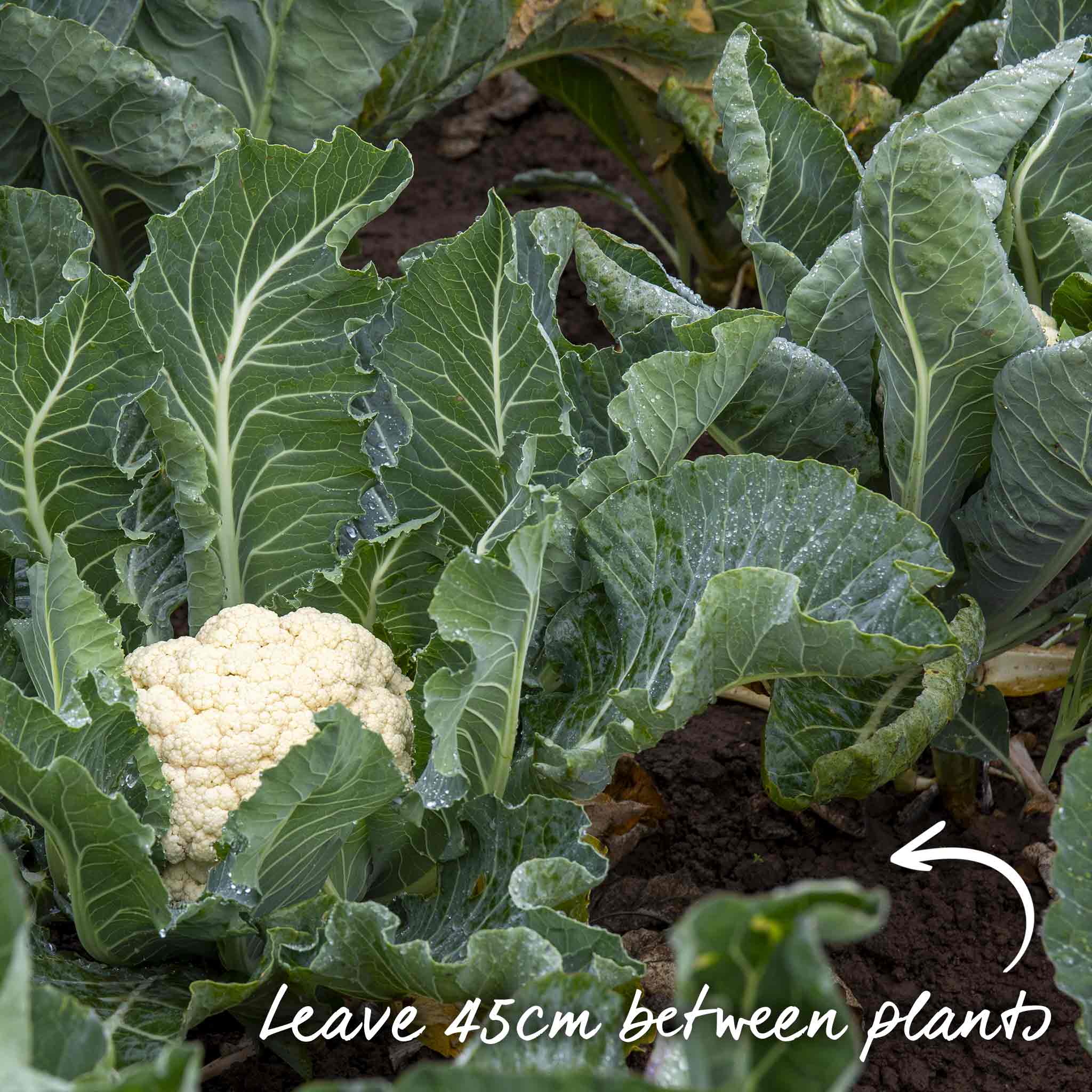 Cauliflower Seeds 'Skywalker' - Image 13