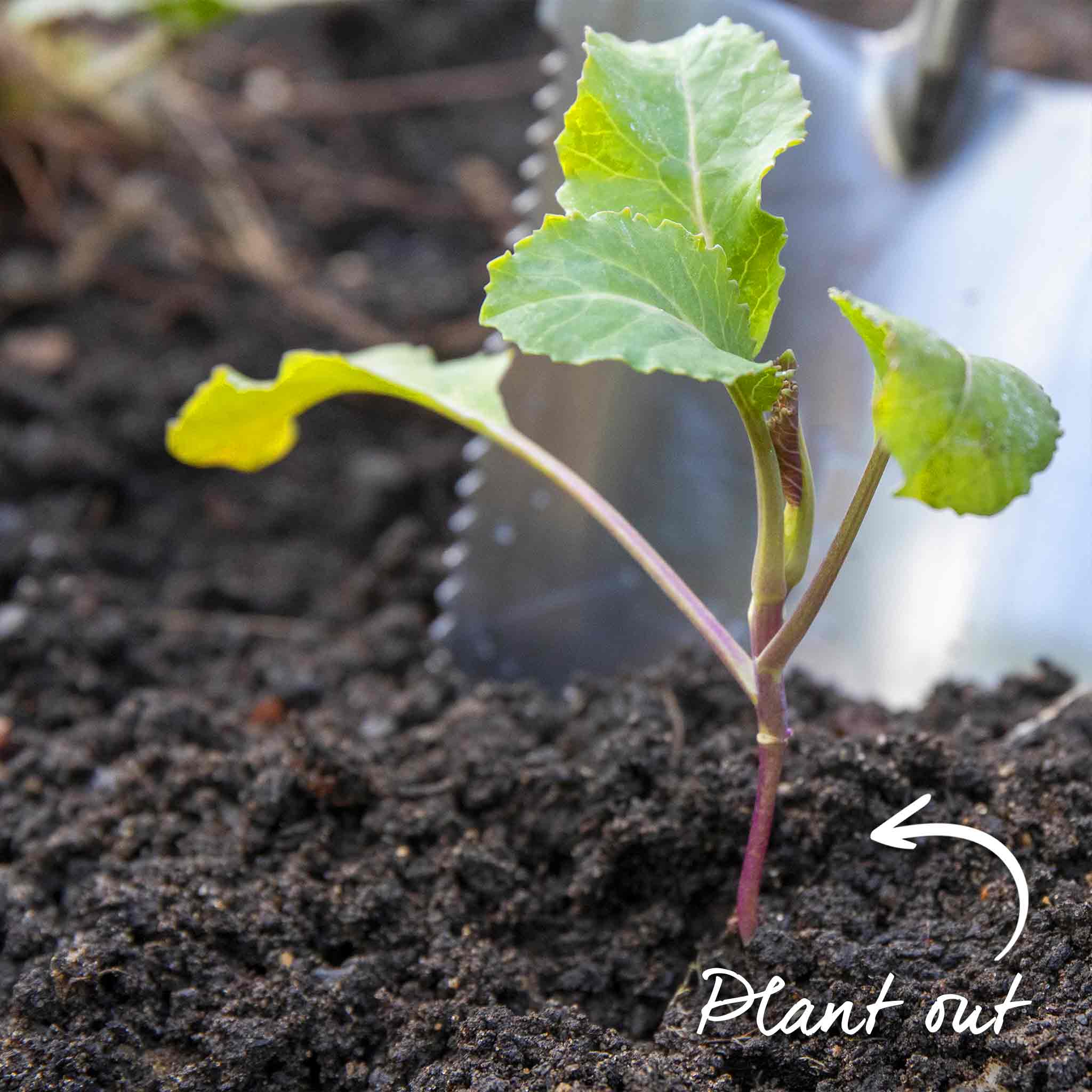Cauliflower Seeds 'Tirza' - Image 11