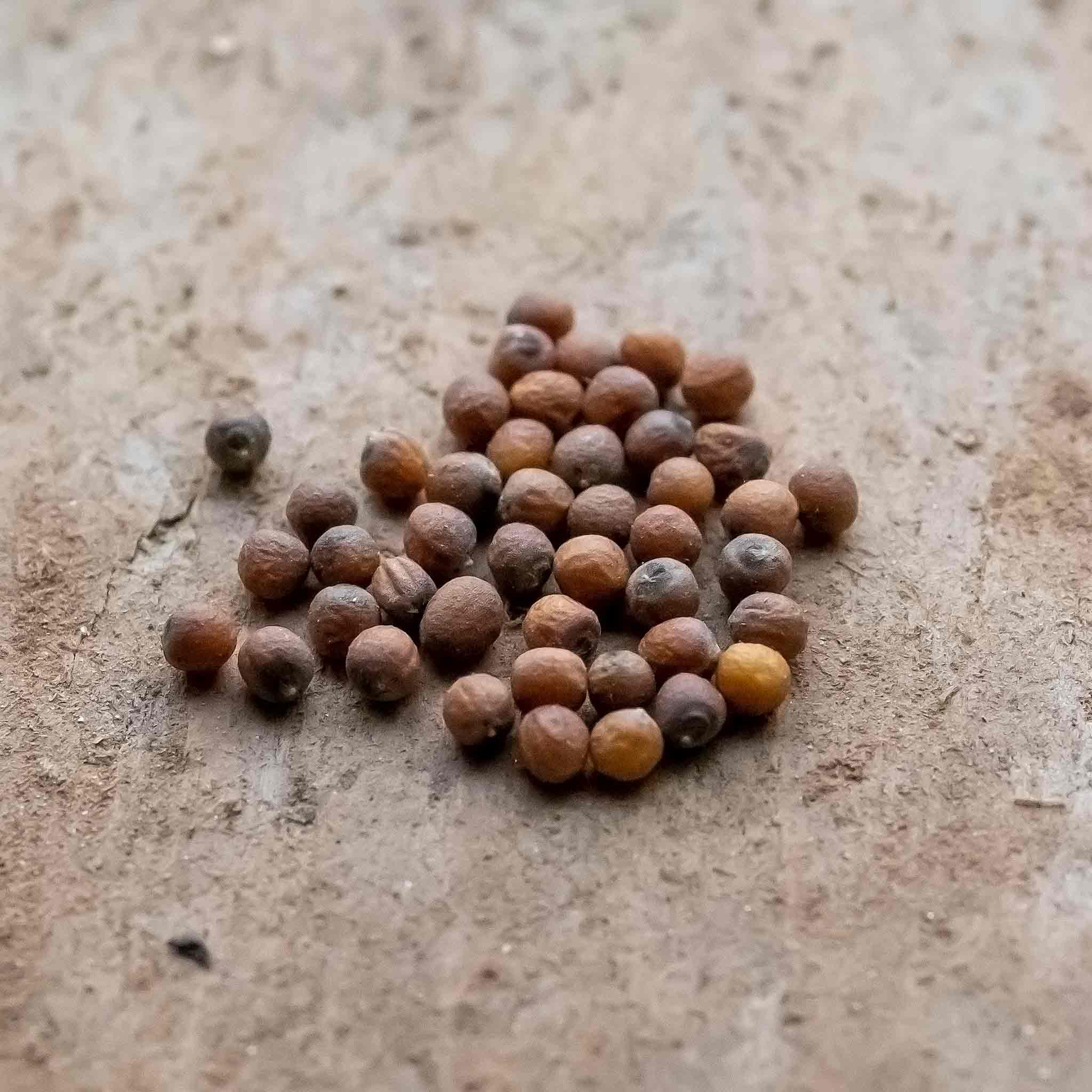 Cauliflower Seeds 'Trevi' F1 - Image 2