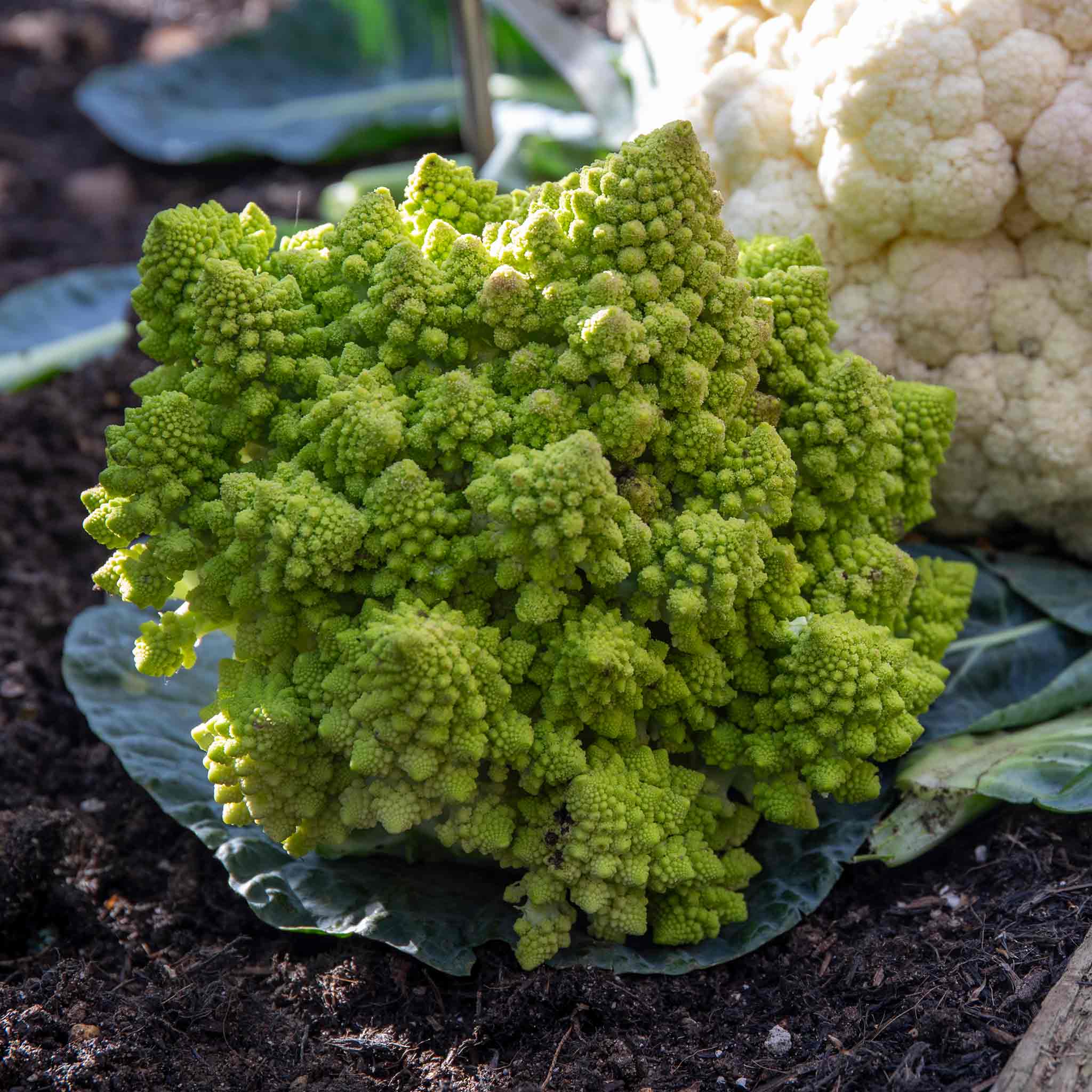 Cauliflower 'Veronica Romanesco' - Image 3