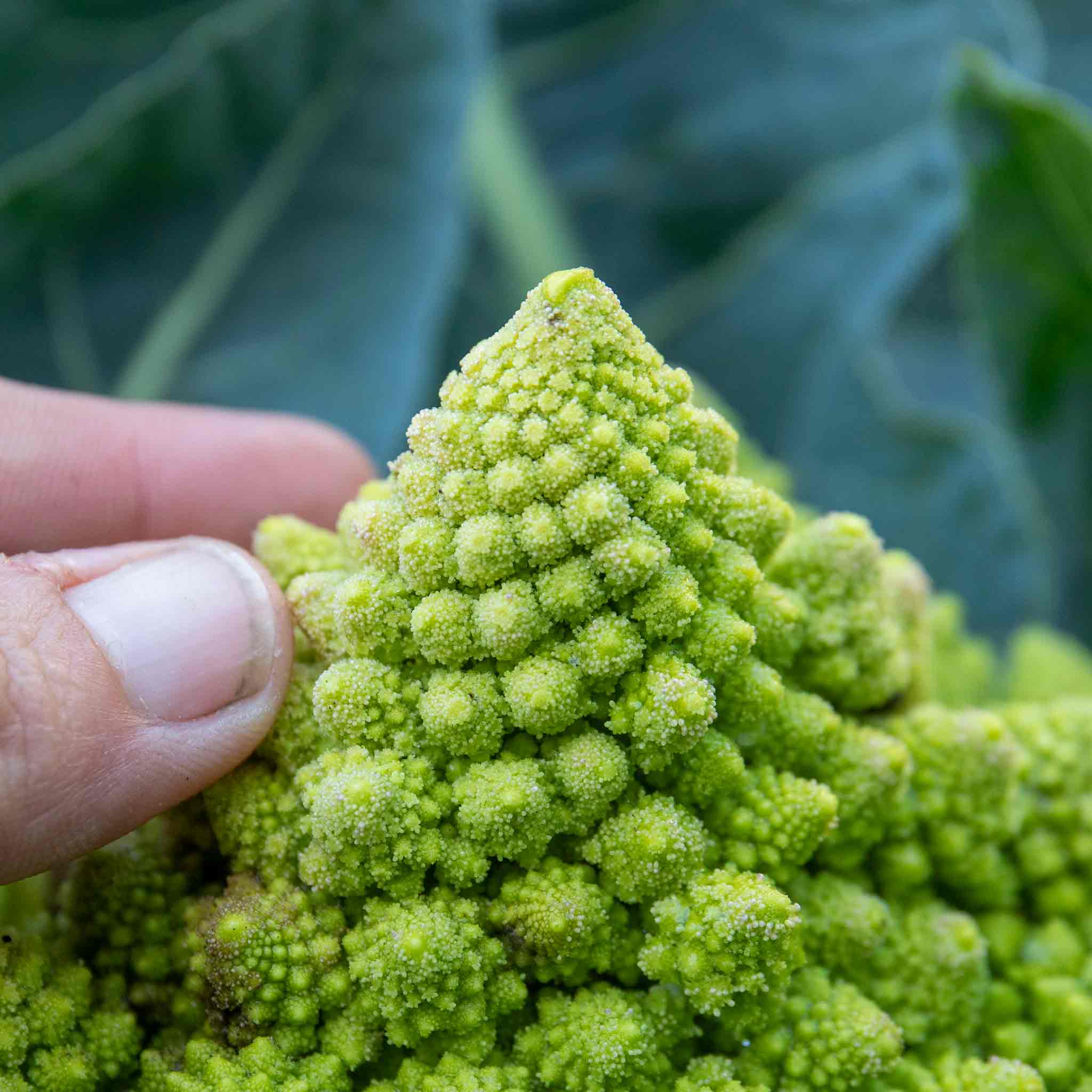 Cauliflower 'Veronica Romanesco' - Image 4