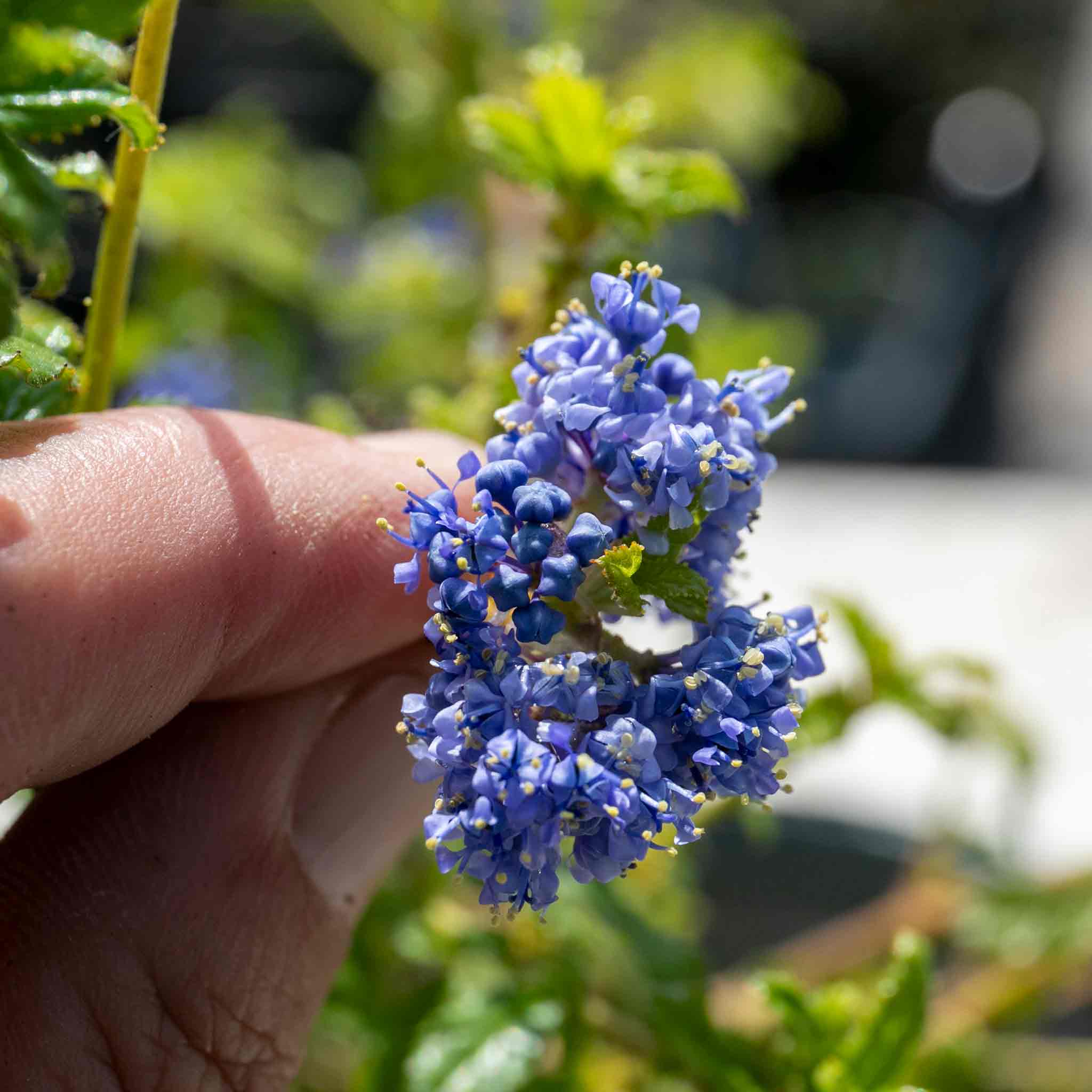 Ceanothus 'Victoria' - Image 10