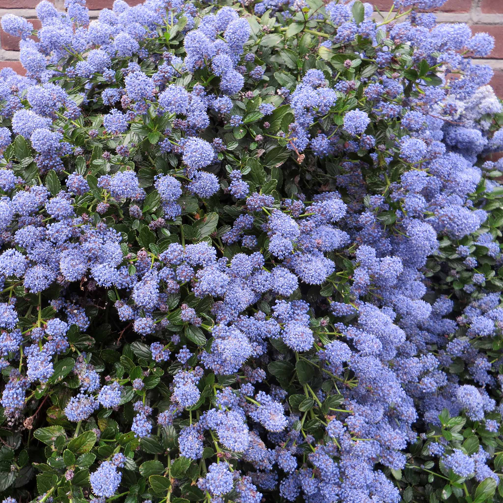 Ceanothus 'Blue Mound' - Image 7