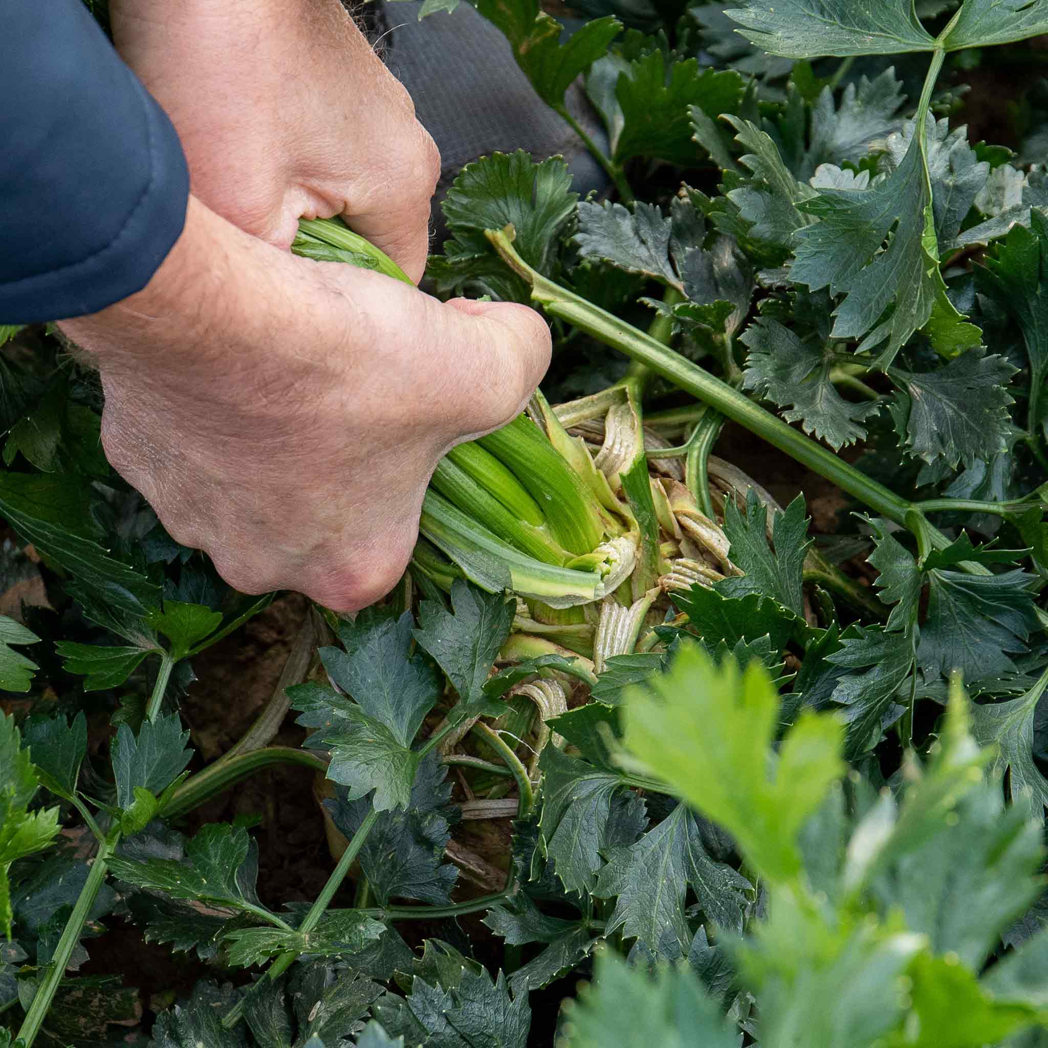 Celeriac 'Monarch' - Image 2