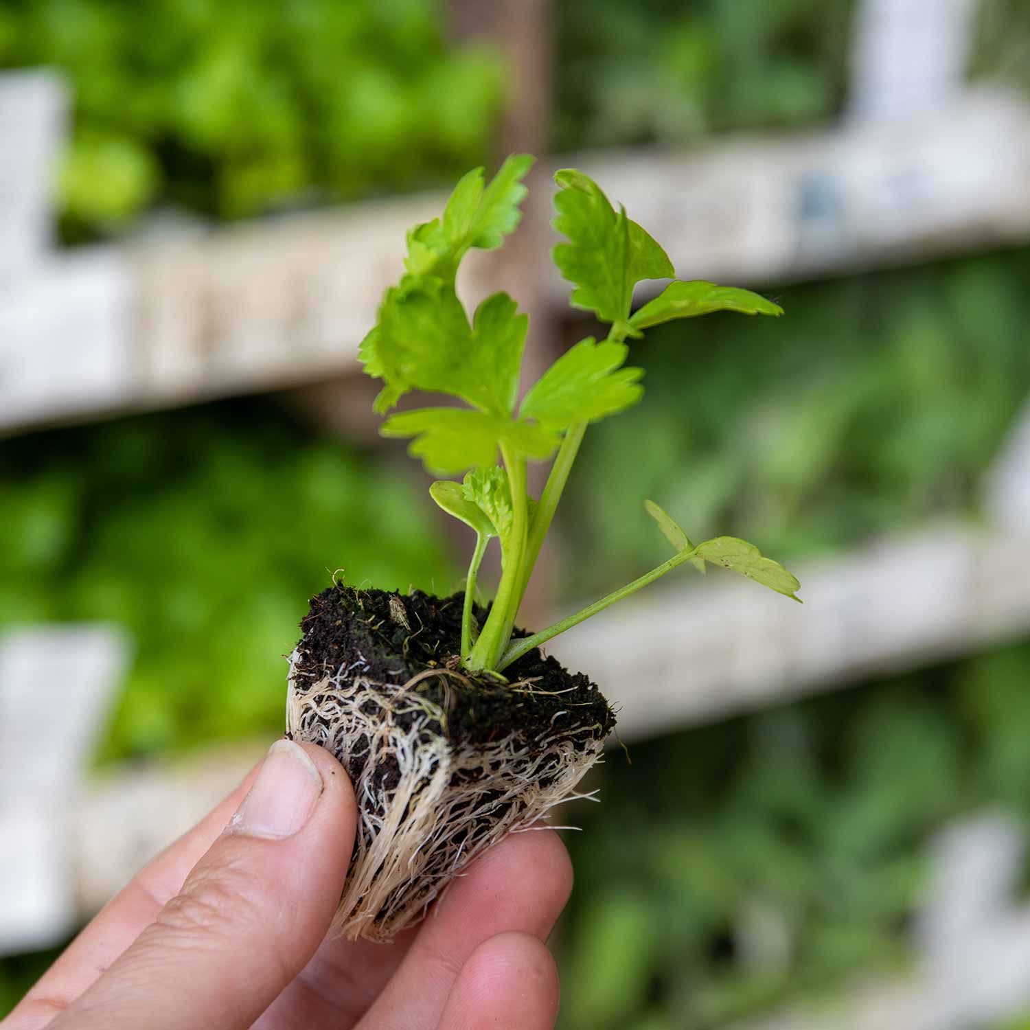 Celeriac 'Monarch' - Image 3