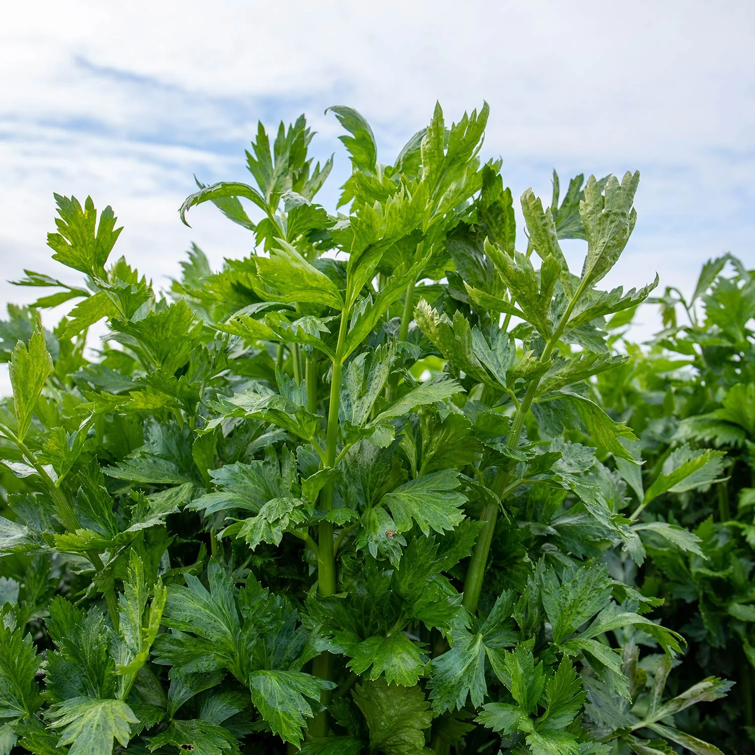 Celery 'Loretta' - Image 2