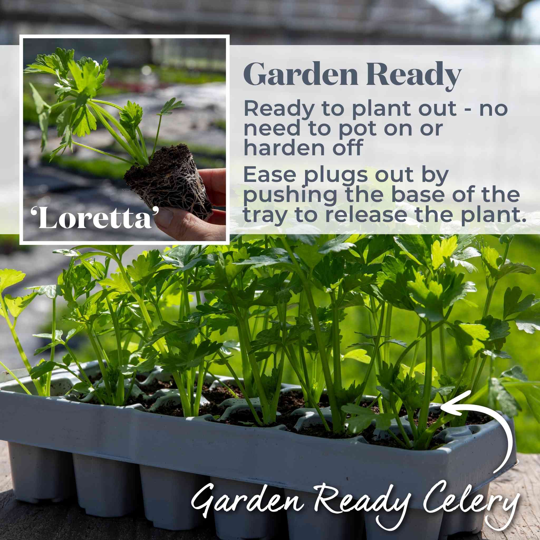 Celery 'Loretta' - Image 5