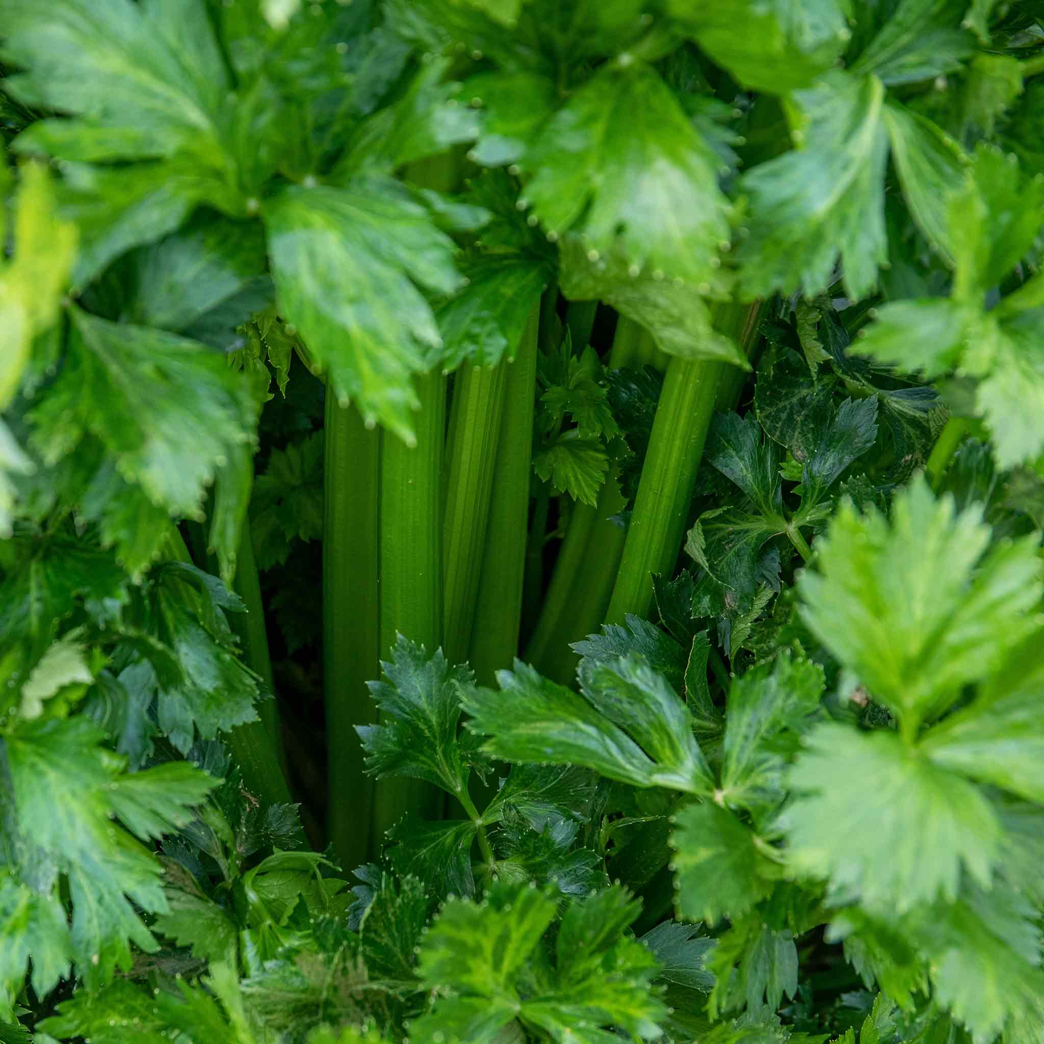 Celery Seeds 'Loretta' F1 - Image 2