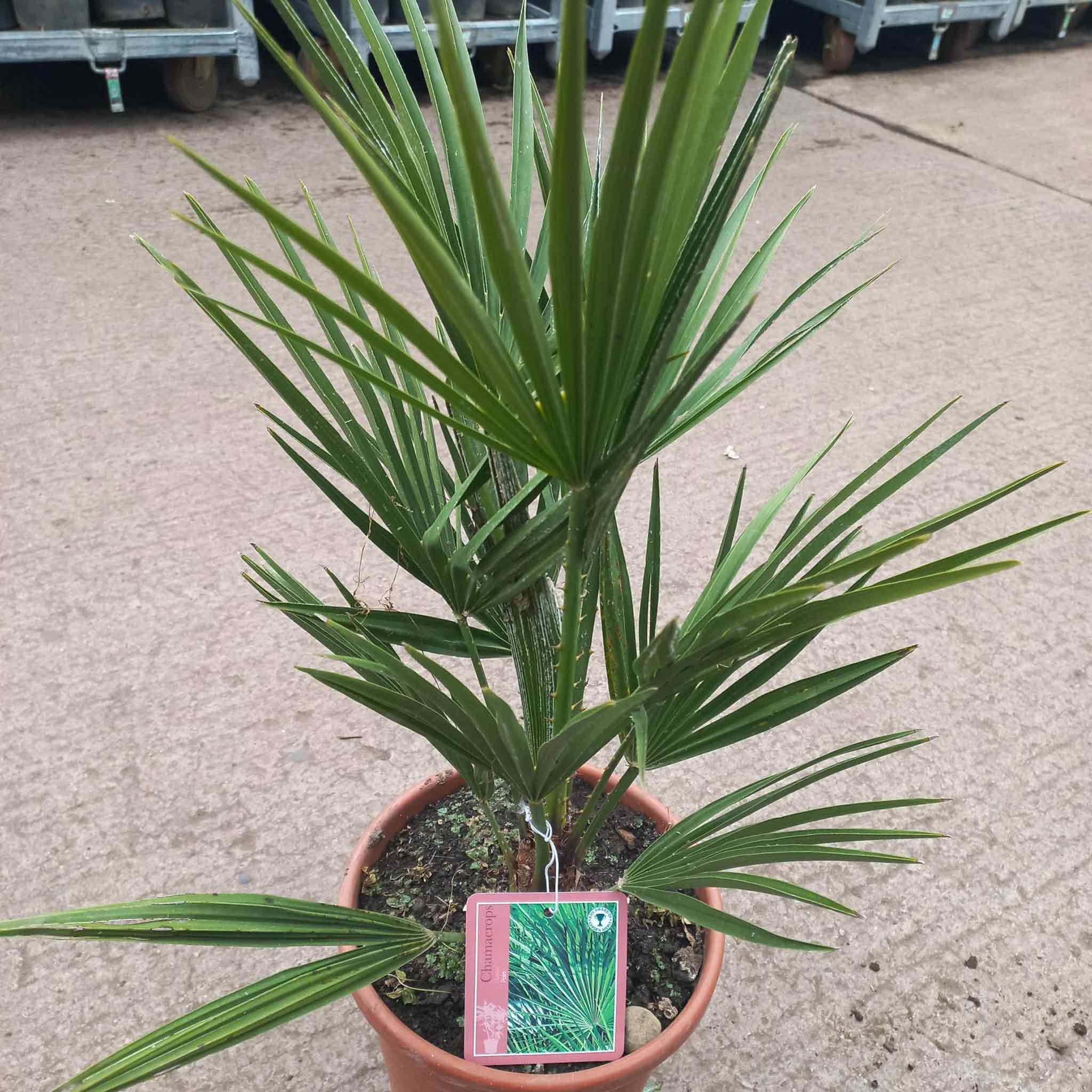 Chamaerops Humilis Palm Tree - Image 4