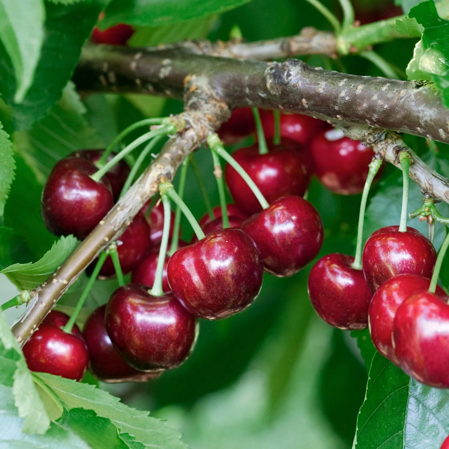 Cherry Twin 'Napolean Bigarreau & Van' - Image 3
