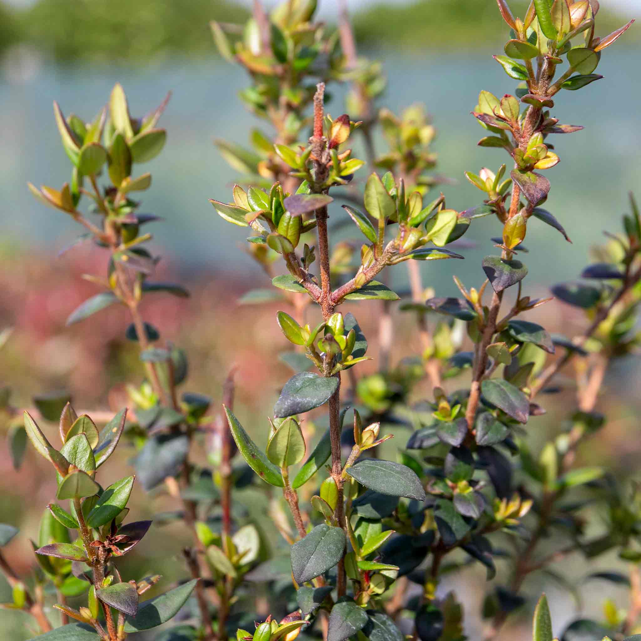 Chilean Guava Plant - Image 4