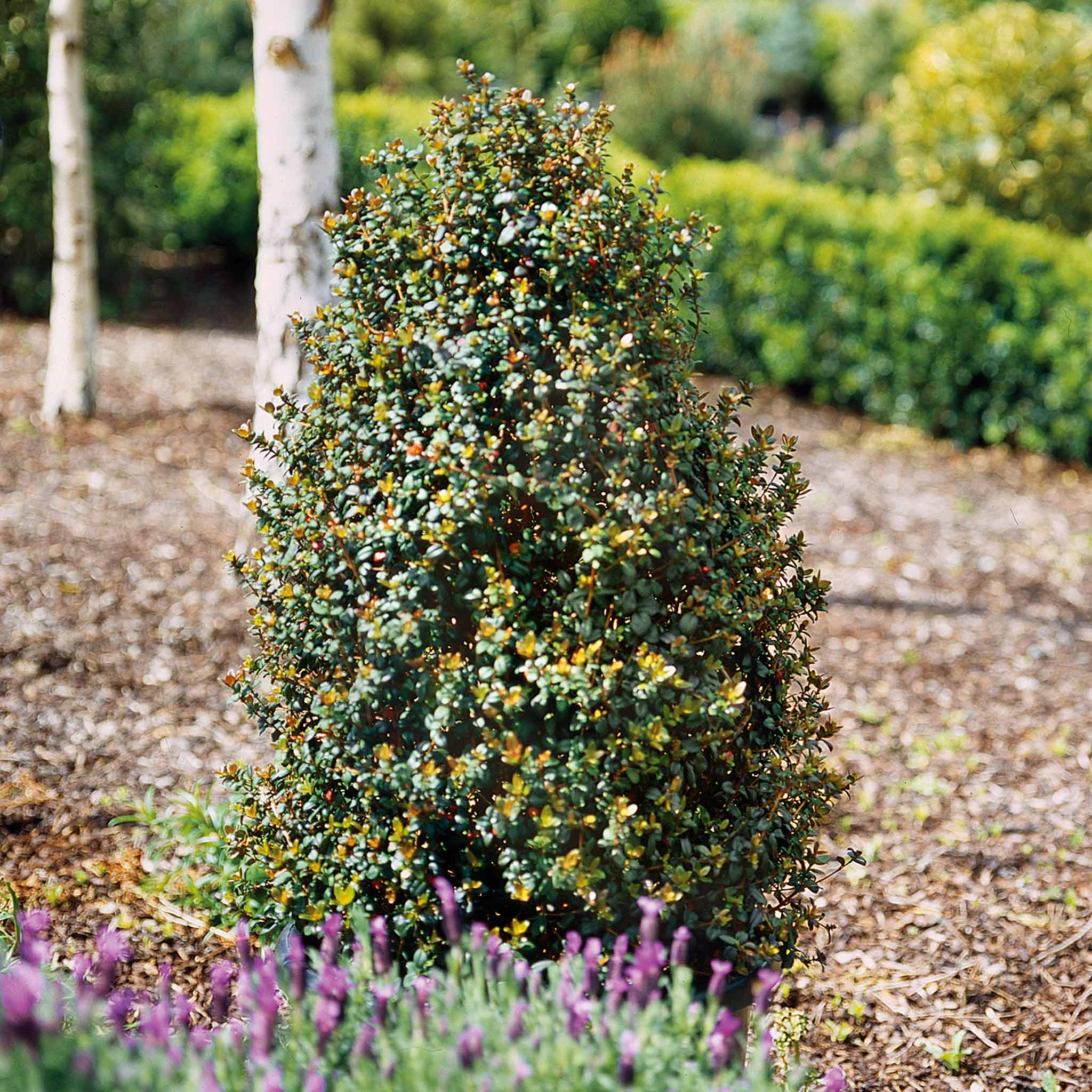 Chilean Guava Plant - Image 5