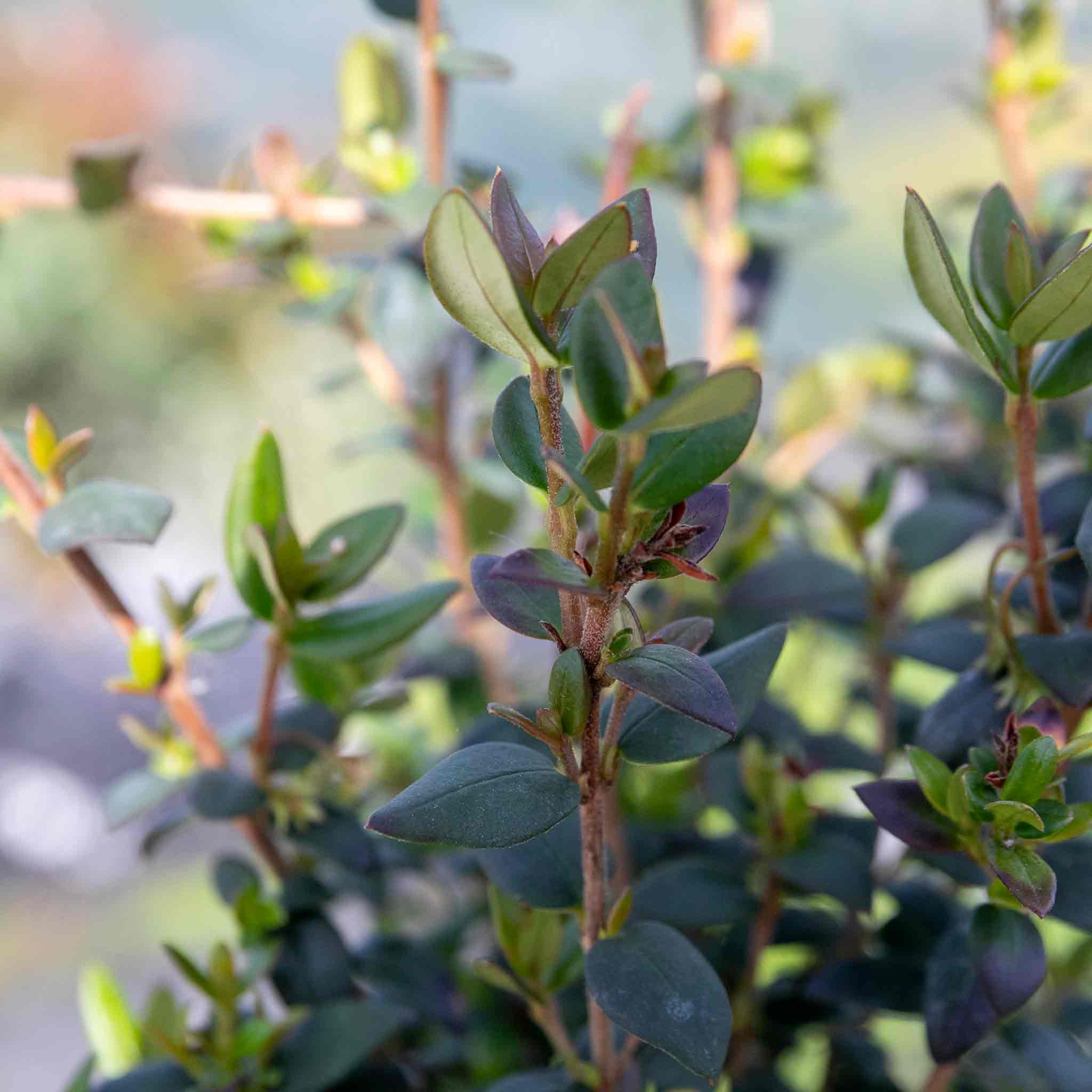 Chilean Guava Plant - Image 6