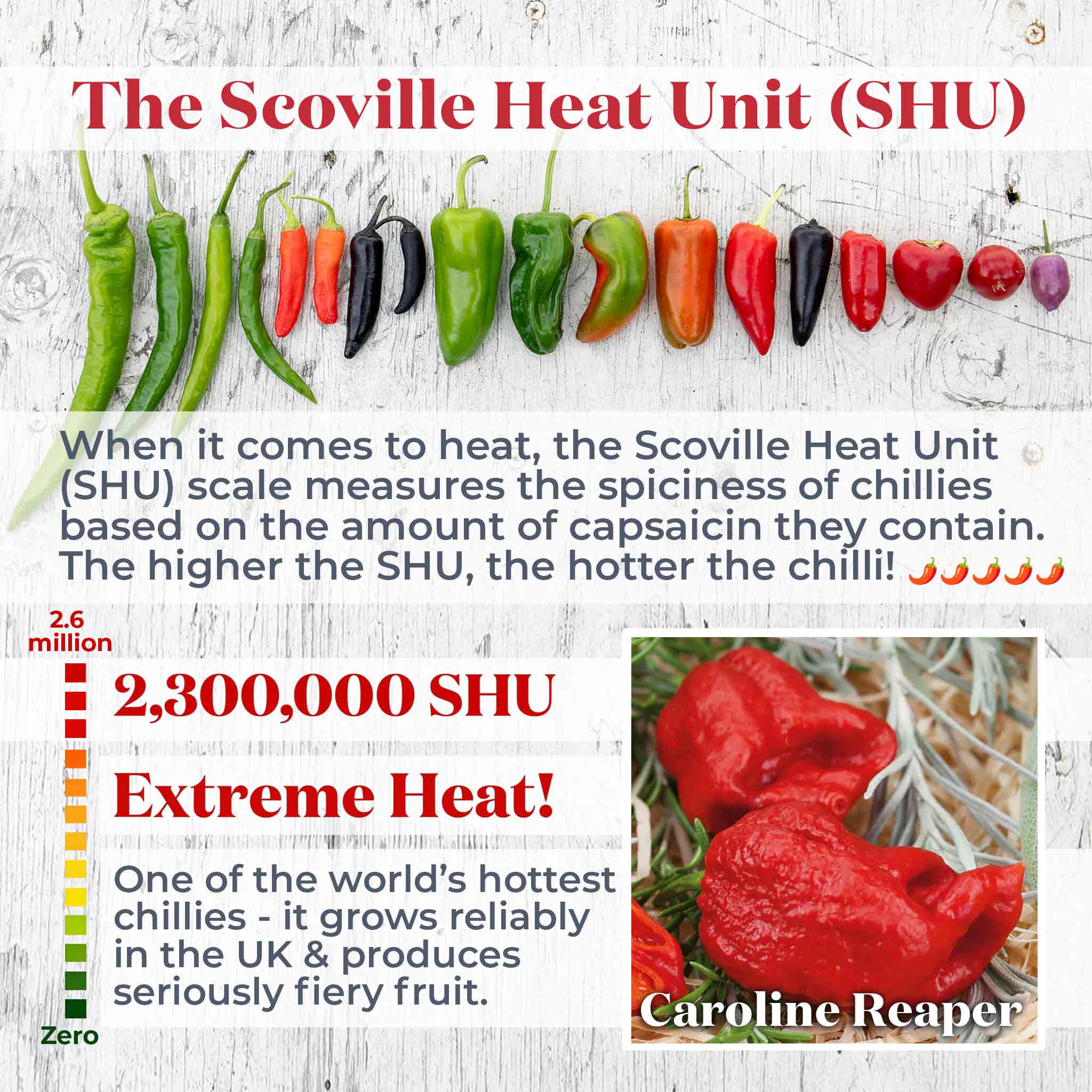 Chilli 'Carolina Reaper' - Image 2